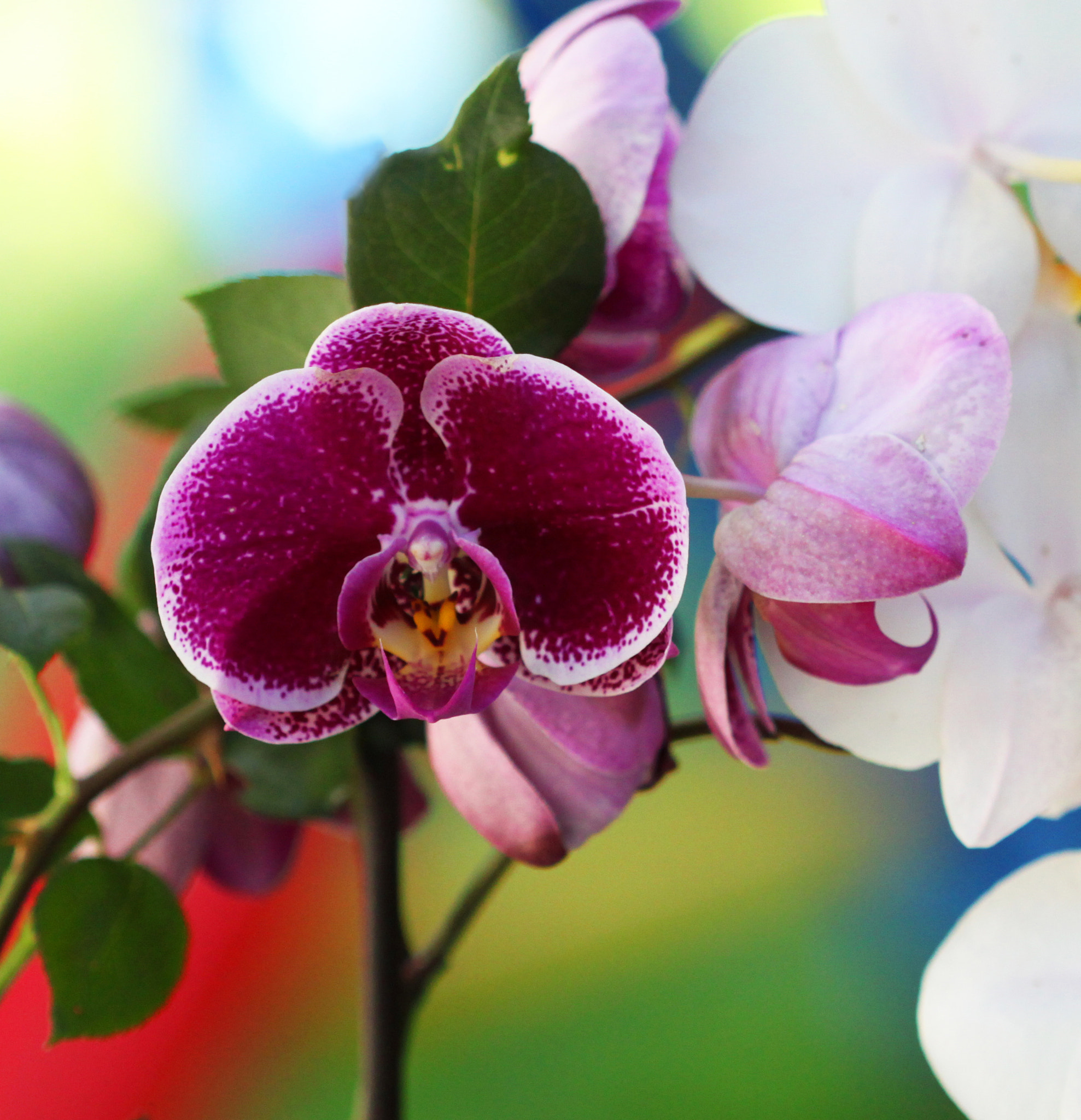 Canon EF 100mm F2.8 Macro USM sample photo. Palette photography
