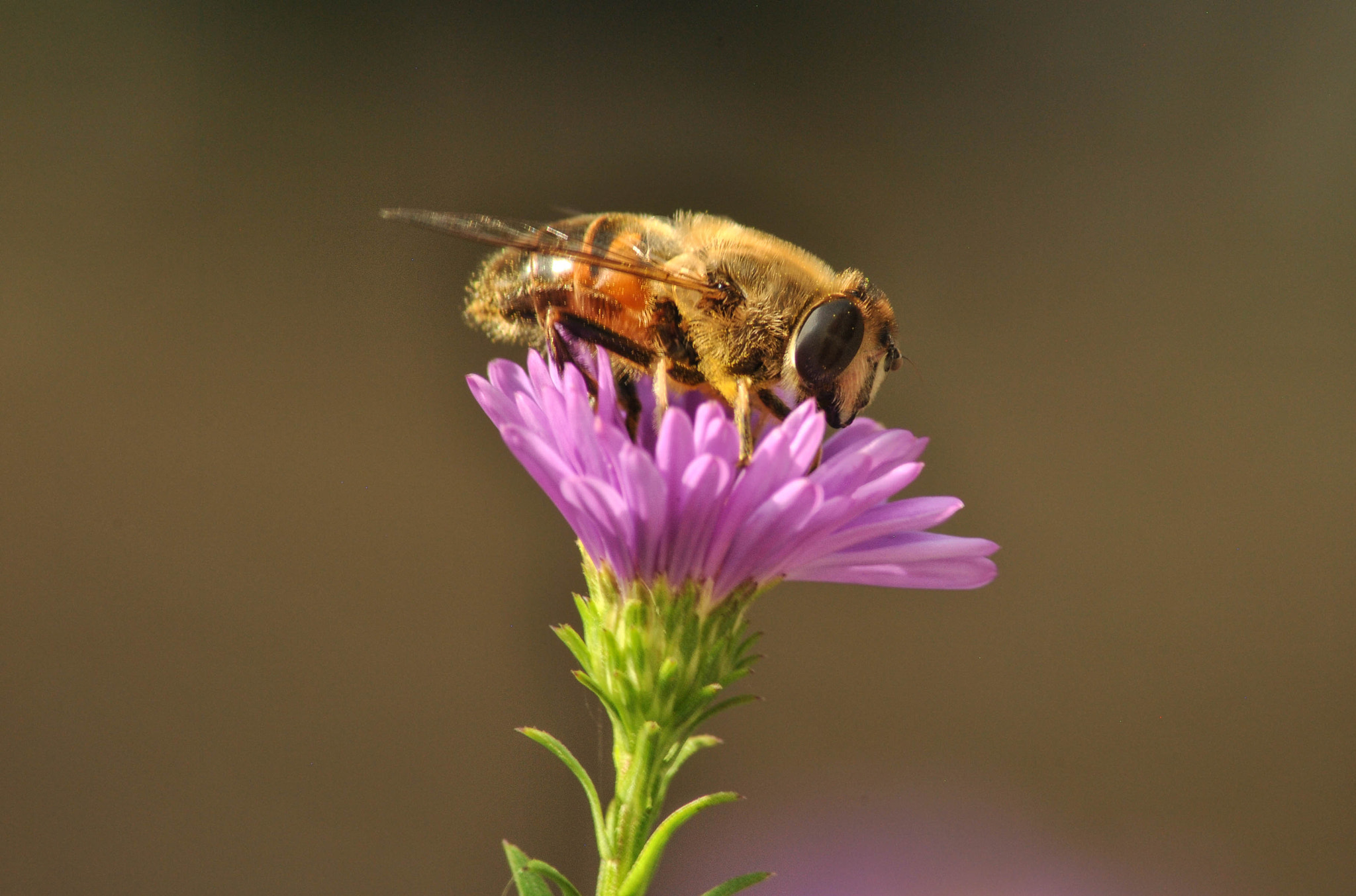 Nikon D3000 sample photo. Bee photography