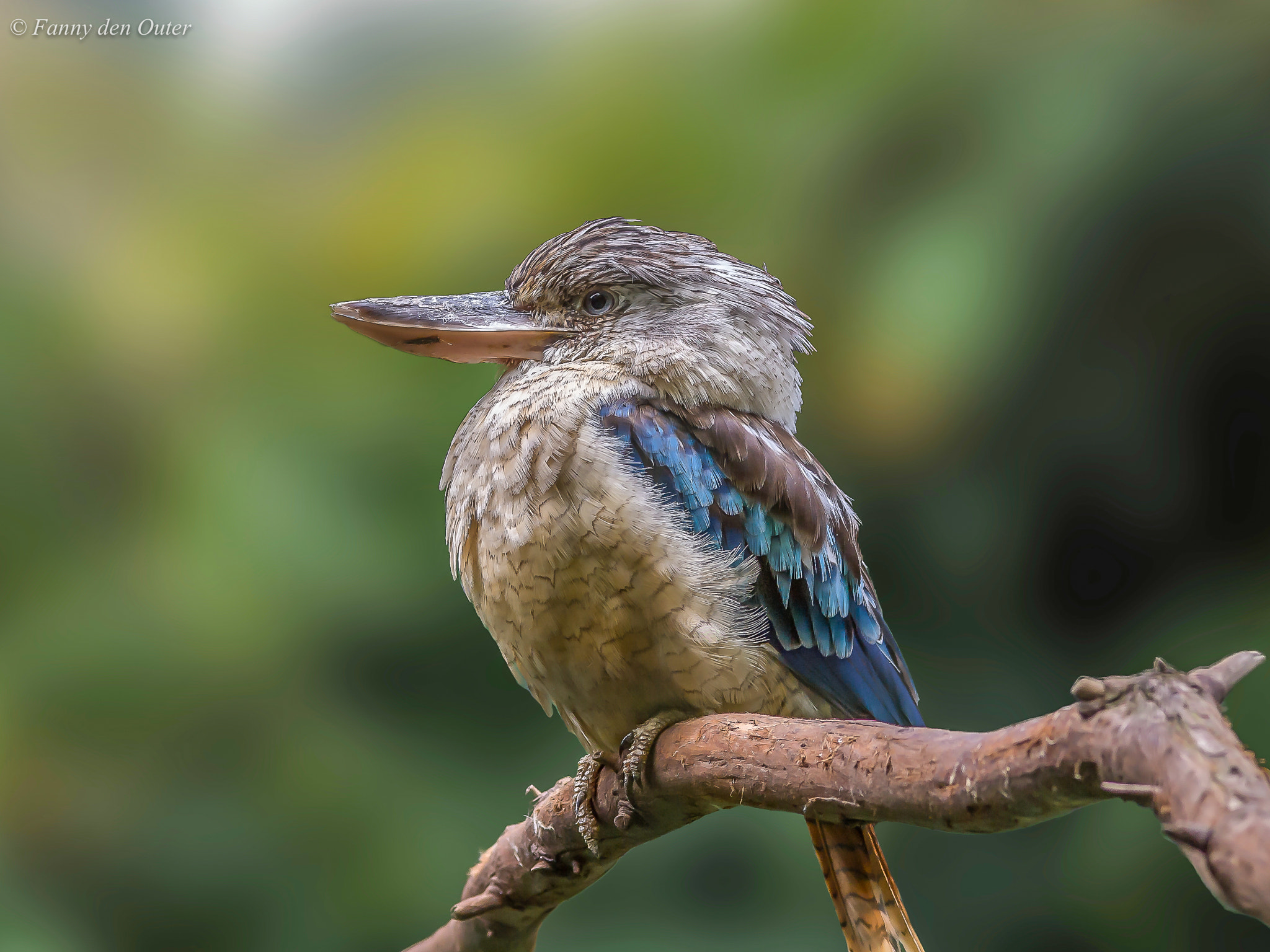 Olympus Zuiko Digital ED 90-250mm F2.8 sample photo. Kookaburra photography