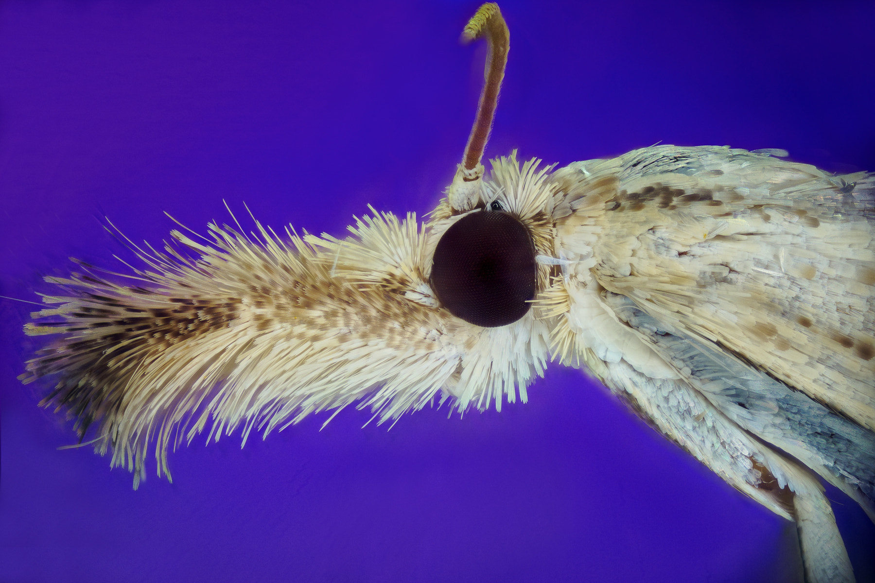 90mm F2.8 sample photo. Moth iii photography