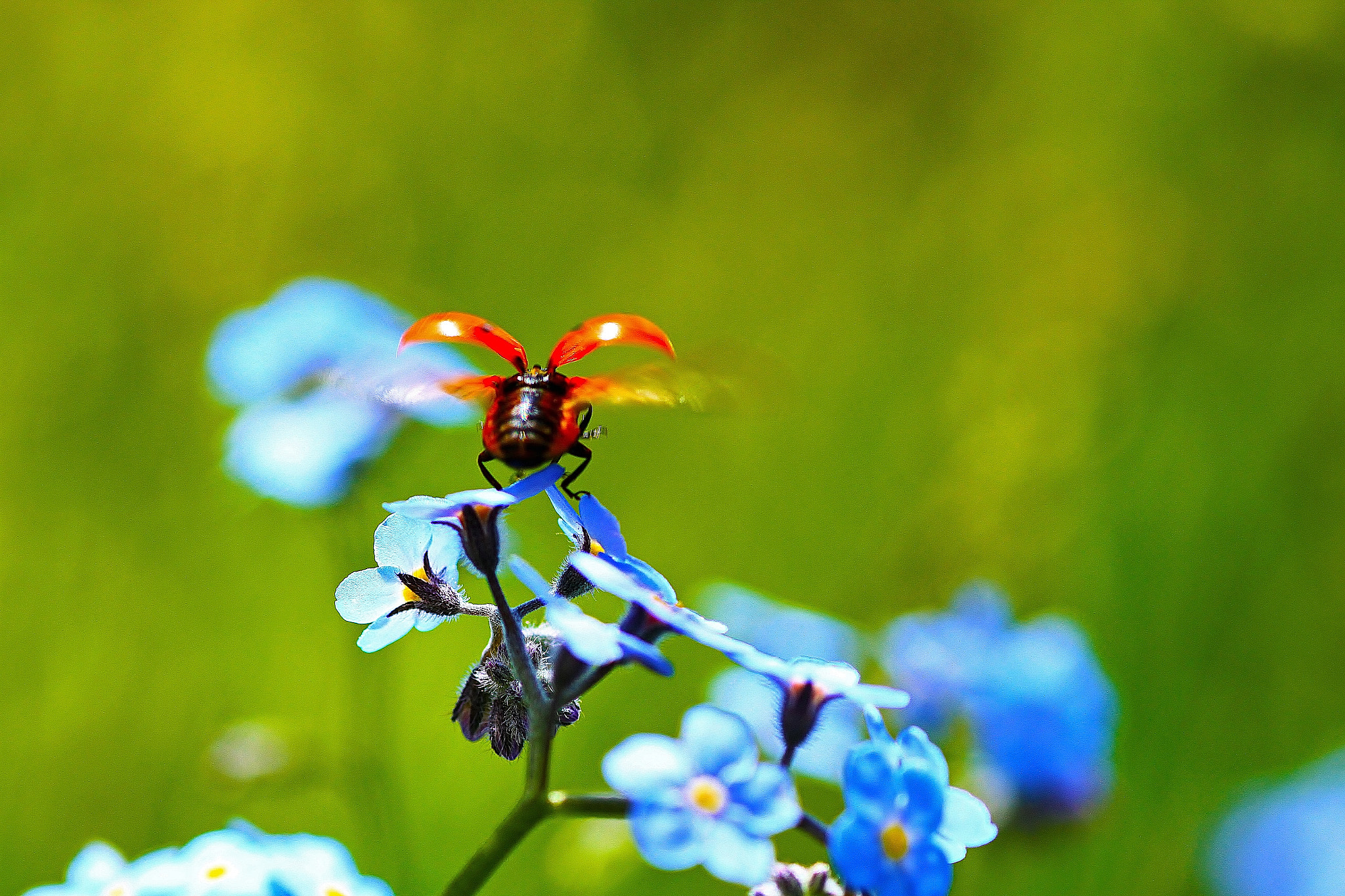 Canon EOS 7D + Tamron SP AF 90mm F2.8 Di Macro sample photo. Take off photography