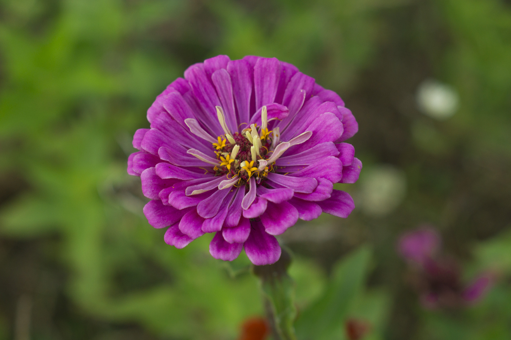 Sony Alpha DSLR-A550 + Minolta AF 50mm F1.7 sample photo. Flower photography