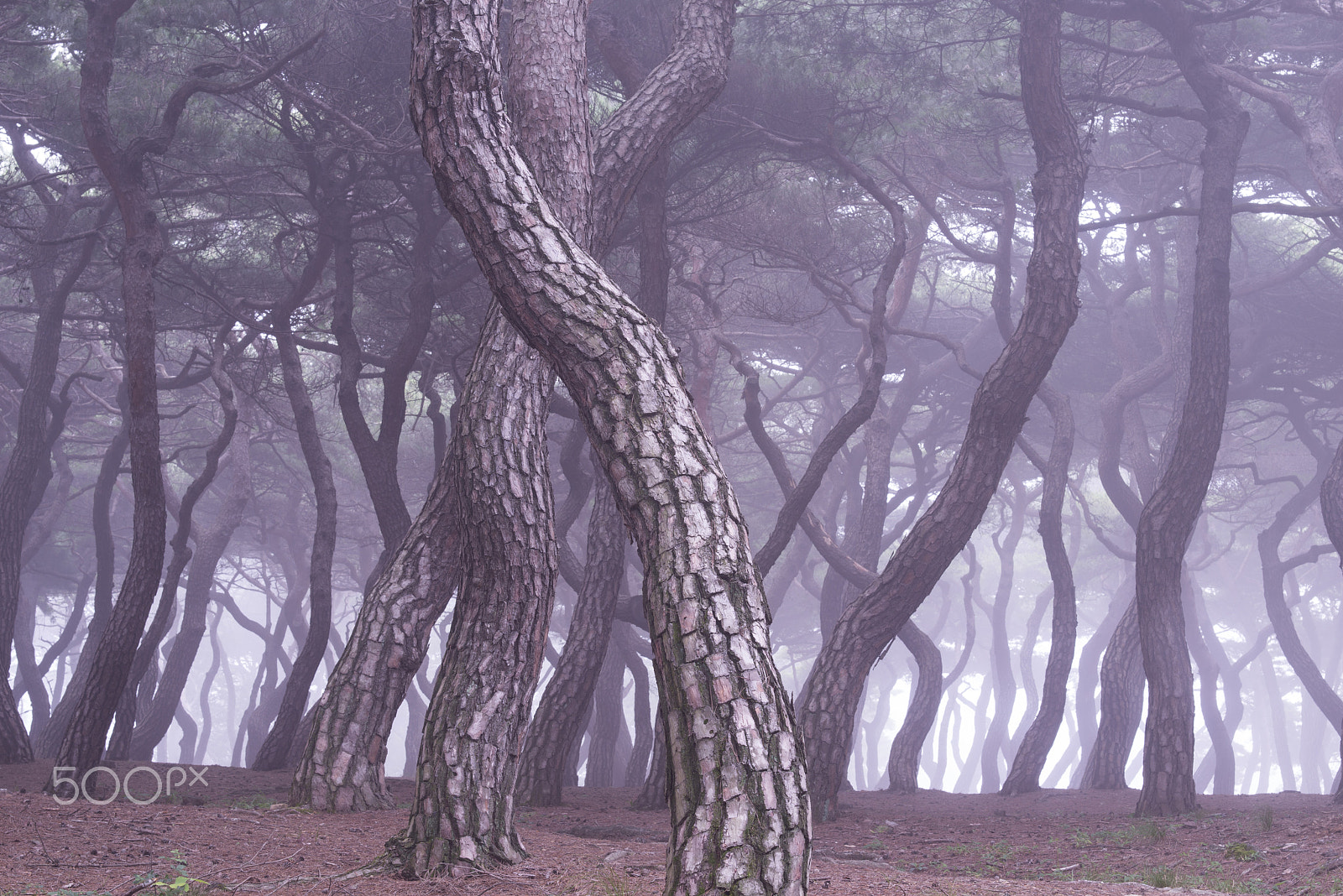 Sigma 70-200mm F2.8 EX DG Macro HSM II sample photo. Fog in the woods photography