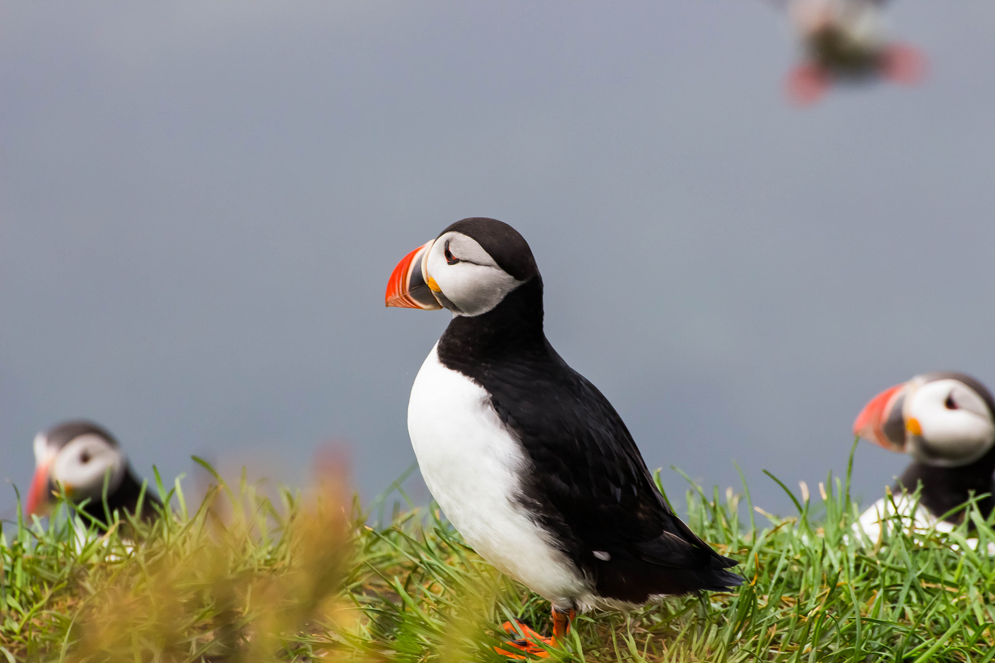 Canon EOS 650D (EOS Rebel T4i / EOS Kiss X6i) + Tamron SP 70-300mm F4-5.6 Di VC USD sample photo. Iceland puffin photography