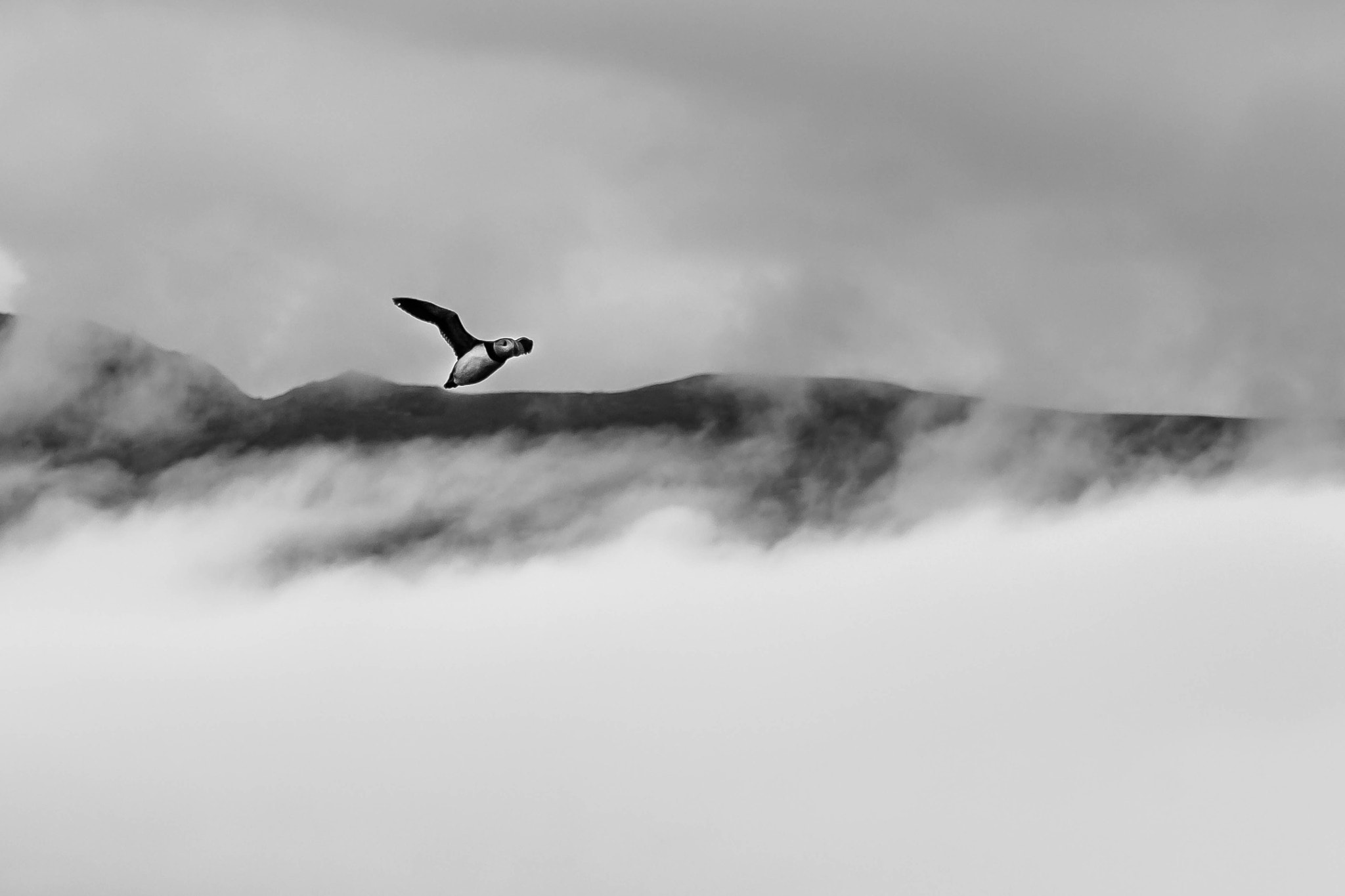 Canon EOS 650D (EOS Rebel T4i / EOS Kiss X6i) sample photo. Flying puffin photography