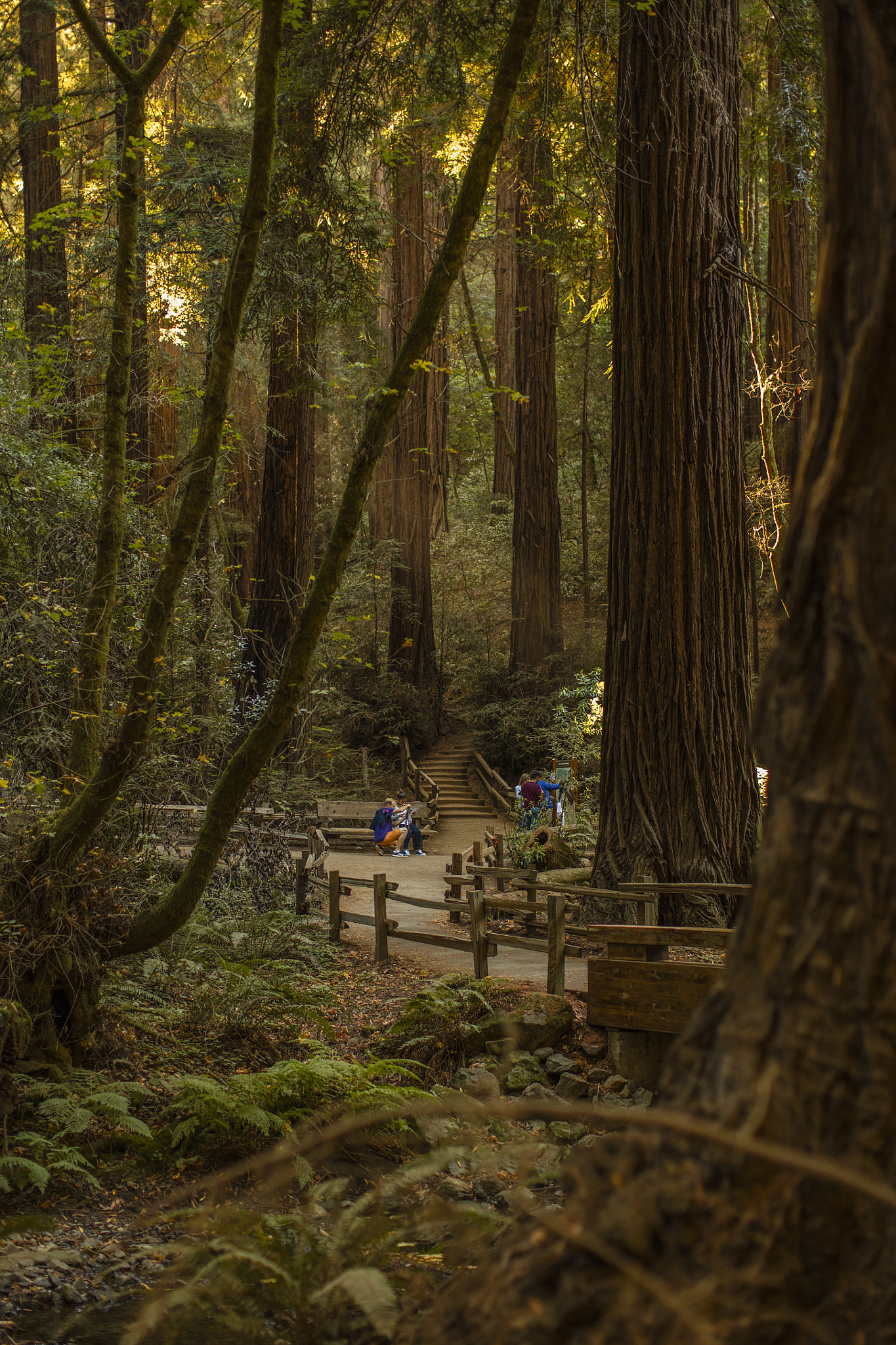Canon EOS 5DS R + Canon EF 50mm F1.2L USM sample photo. Muir woods redwood forest photography