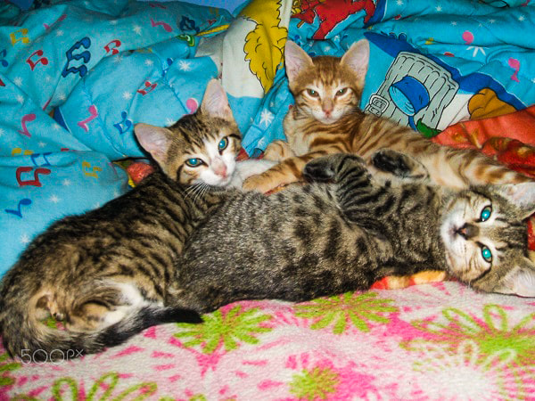Fujifilm FinePix A500 sample photo. Cute kittens photography