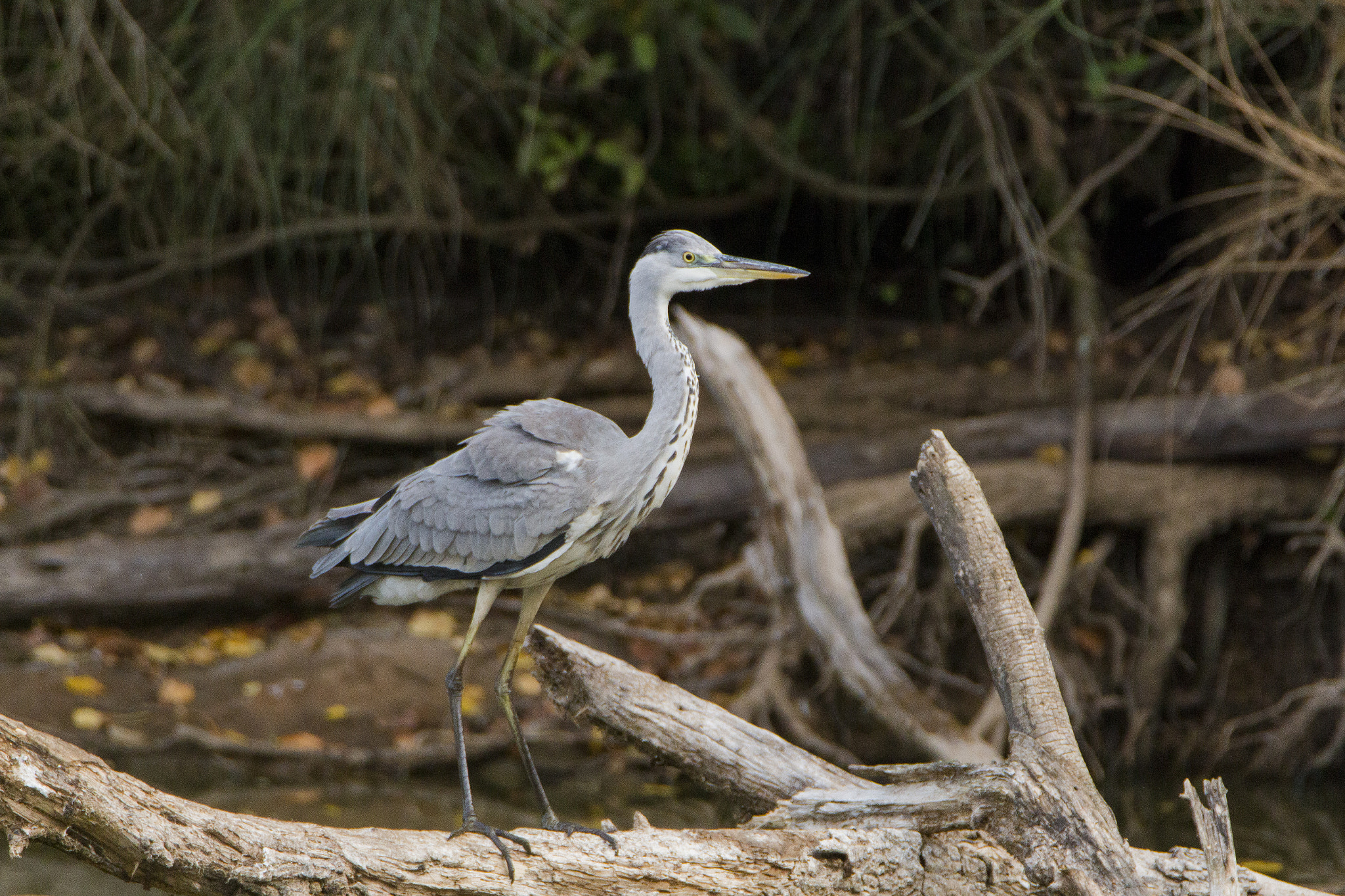 Canon EOS 700D (EOS Rebel T5i / EOS Kiss X7i) + Tamron SP 150-600mm F5-6.3 Di VC USD sample photo. Grey heron photography