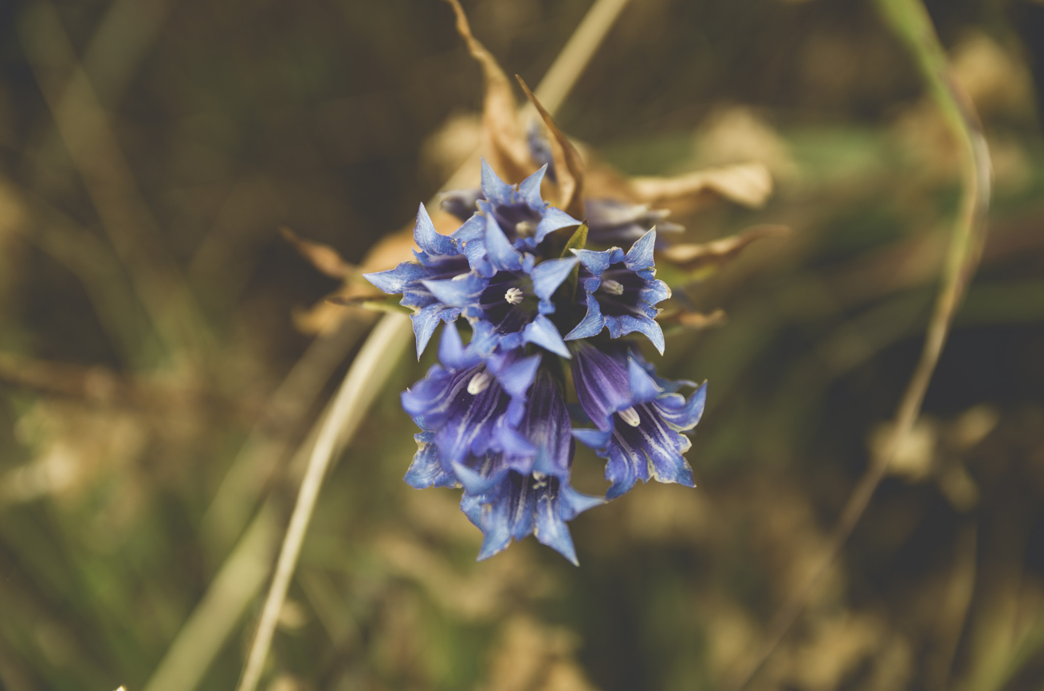 Sigma 17-50mm F2.8 EX DC HSM sample photo. Campanula photography