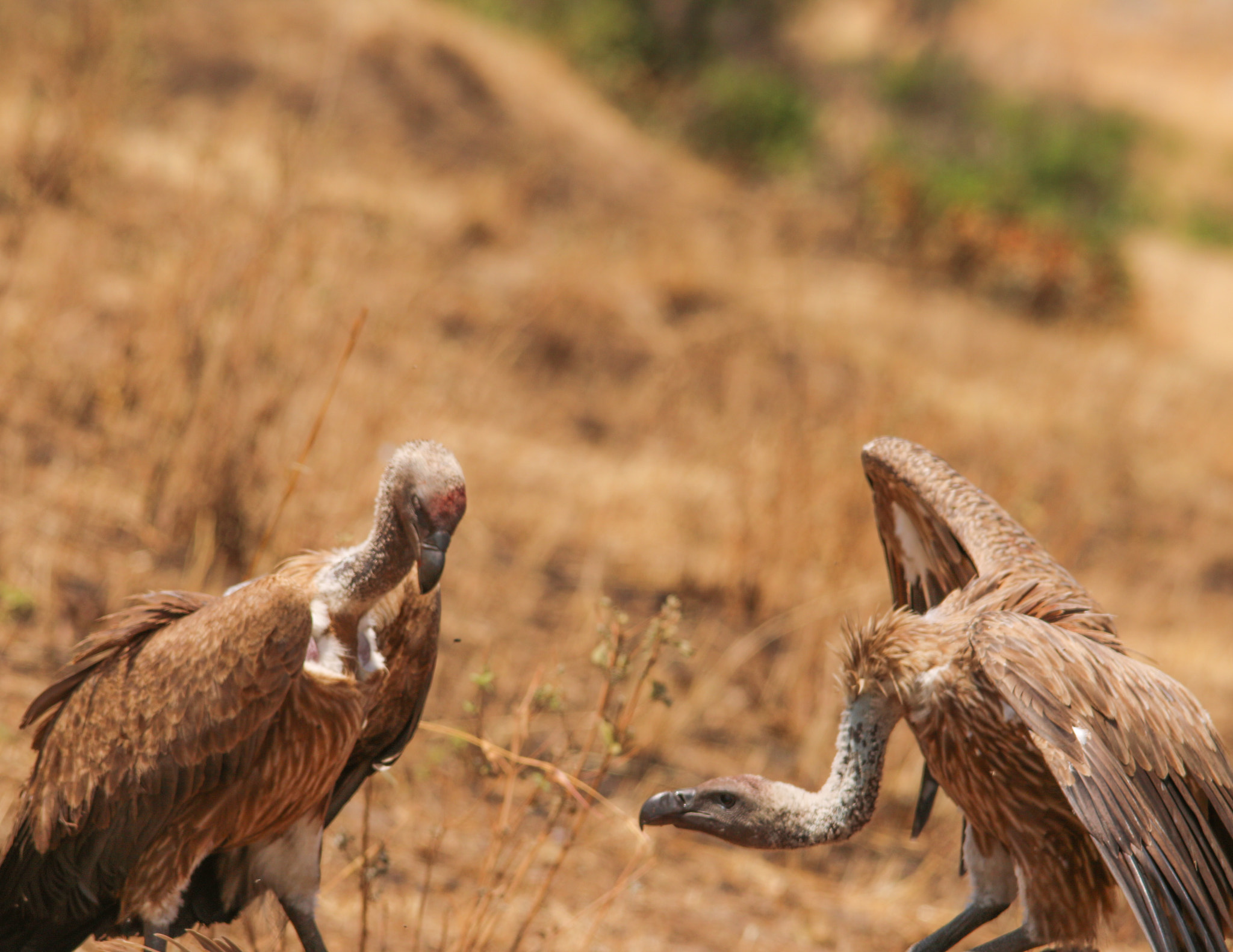 Canon 150-500mm sample photo. Exchange glances before the battle photography