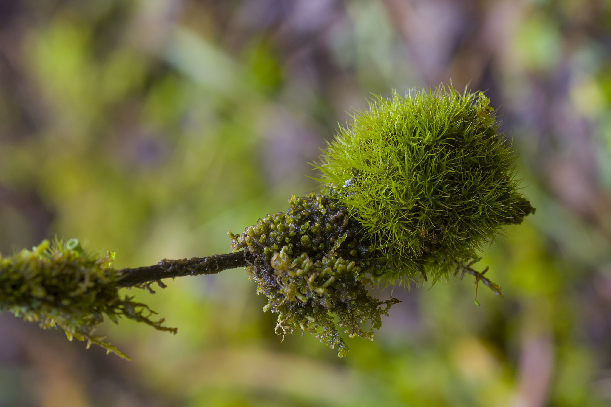Sigma 105mm F2.8 EX DG Macro sample photo. *** photography