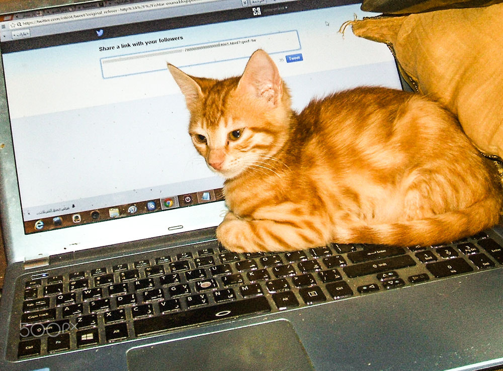 Fujifilm FinePix A500 sample photo. Cats online photography