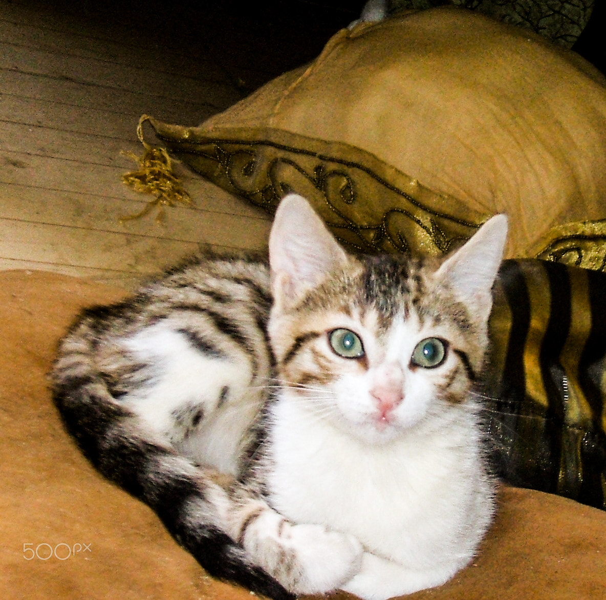 Fujifilm FinePix A500 sample photo. Cats online photography