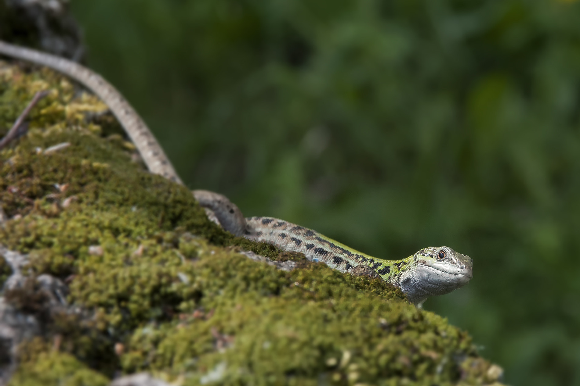 Sigma 17-70mm F2.8-4 DC Macro OS HSM | C sample photo. Lucertola photography