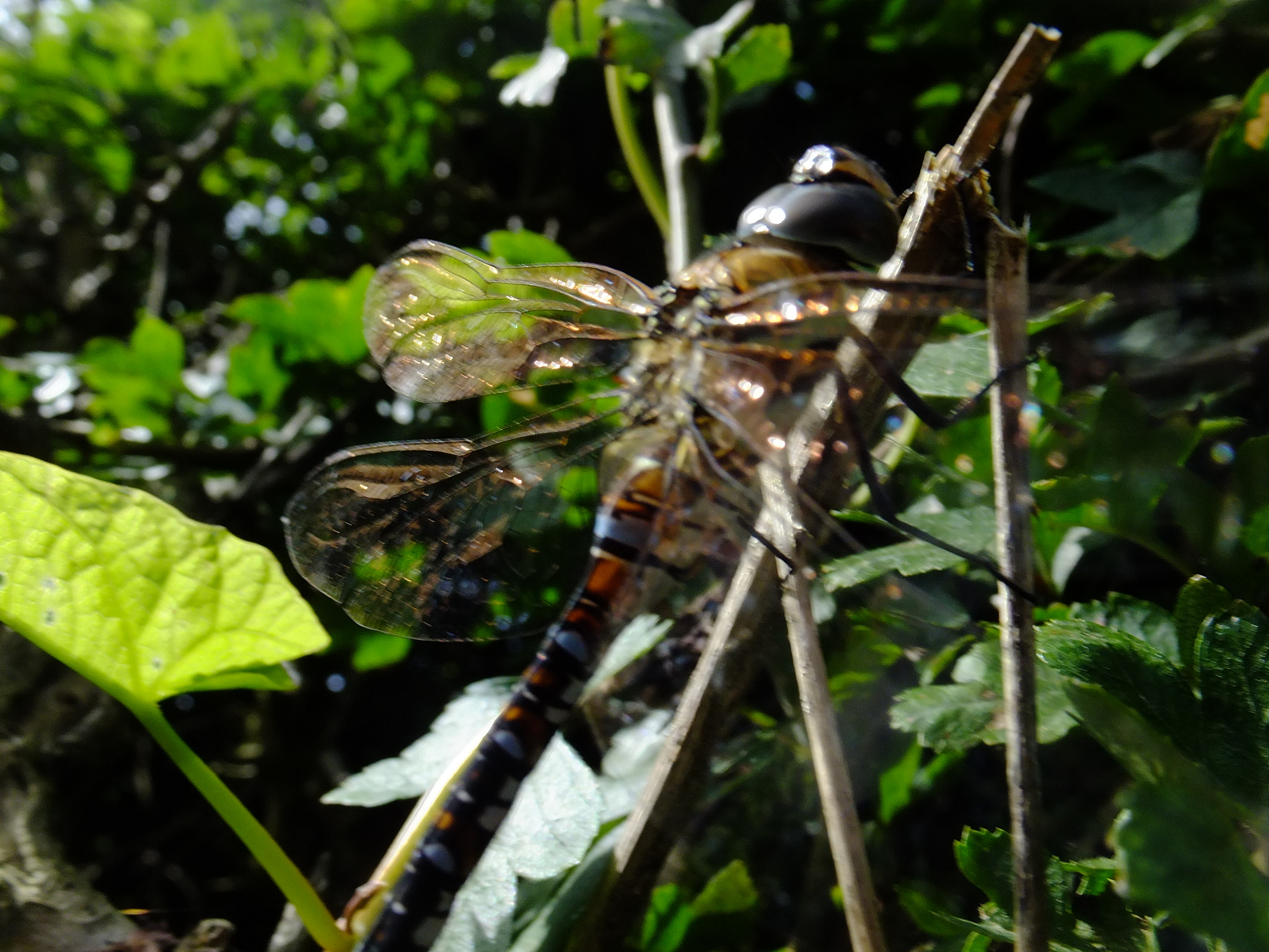 Fujifilm FinePix F770EXR (FinePix F775EXR) sample photo. Sunshine on the dragonfly's wings photography