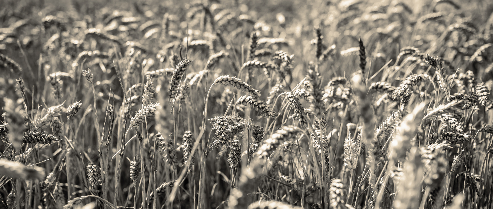 Sony 70-400mm F4-5.6 G SSM sample photo. Farmers summer photography