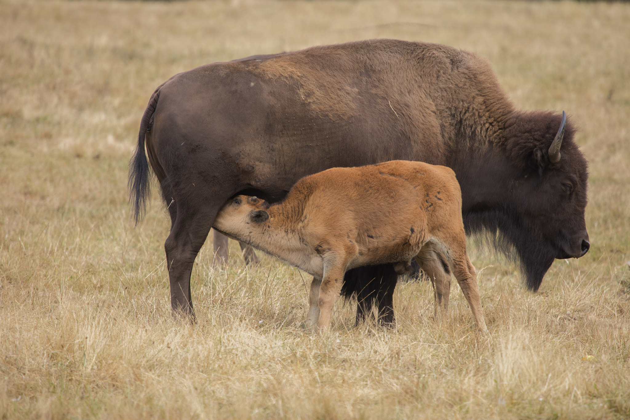 Canon EOS 5DS R + Canon EF 100-400mm F4.5-5.6L IS USM sample photo. Feeding bison calf photography
