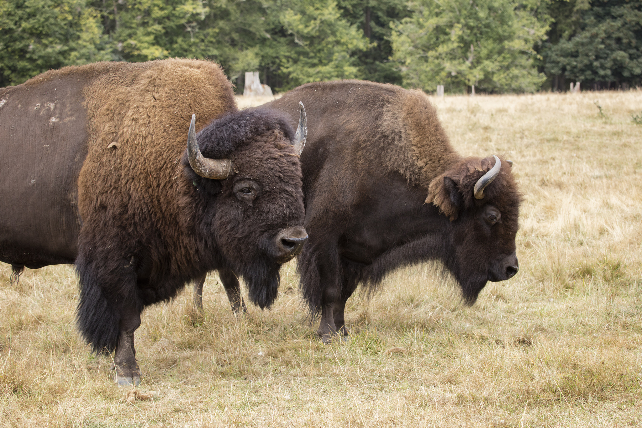 Canon EF 100-400mm F4.5-5.6L IS USM sample photo. Pair of bison photography