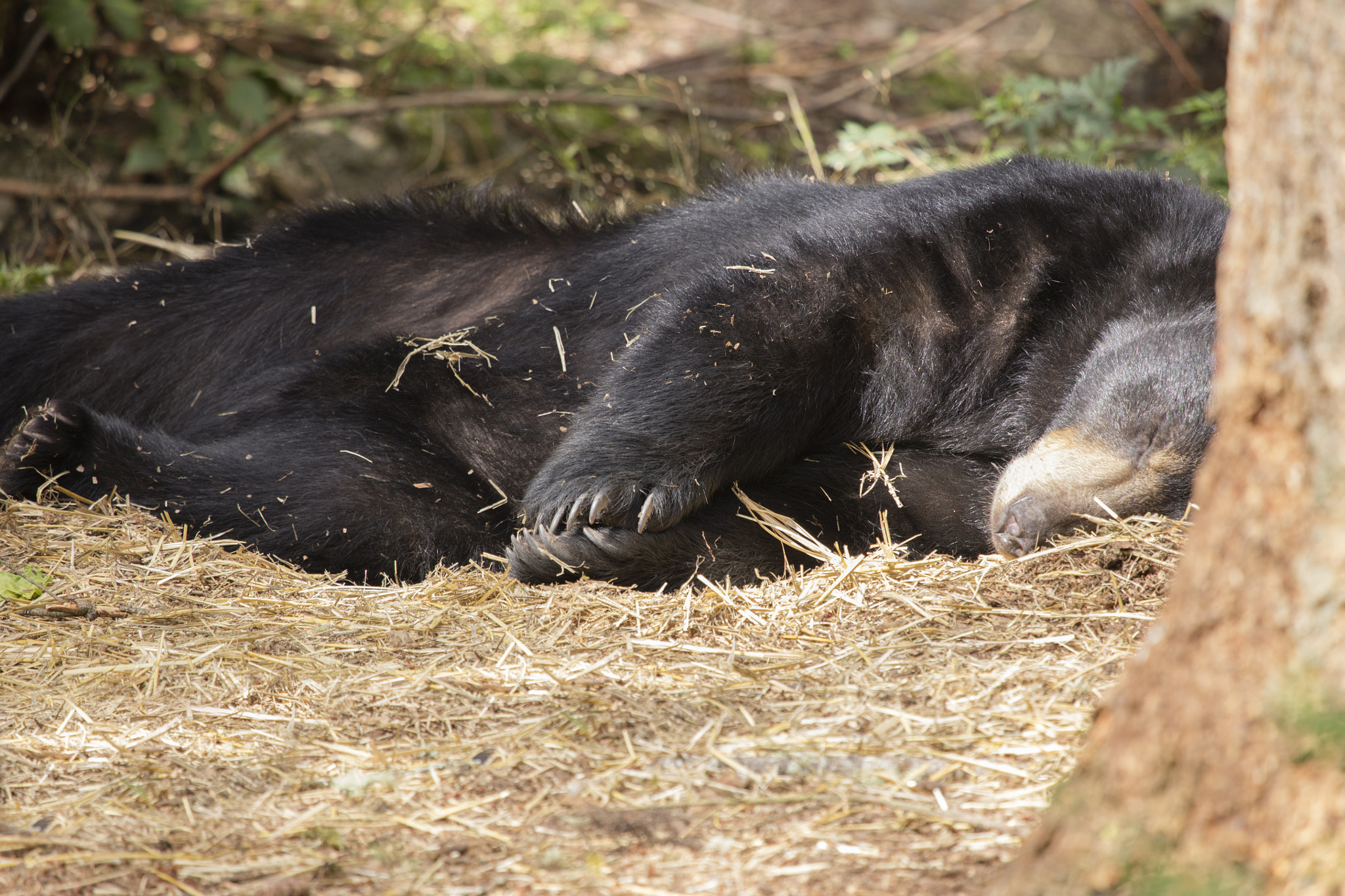 Canon EF 100-400mm F4.5-5.6L IS USM sample photo. Sleeping black bear photography