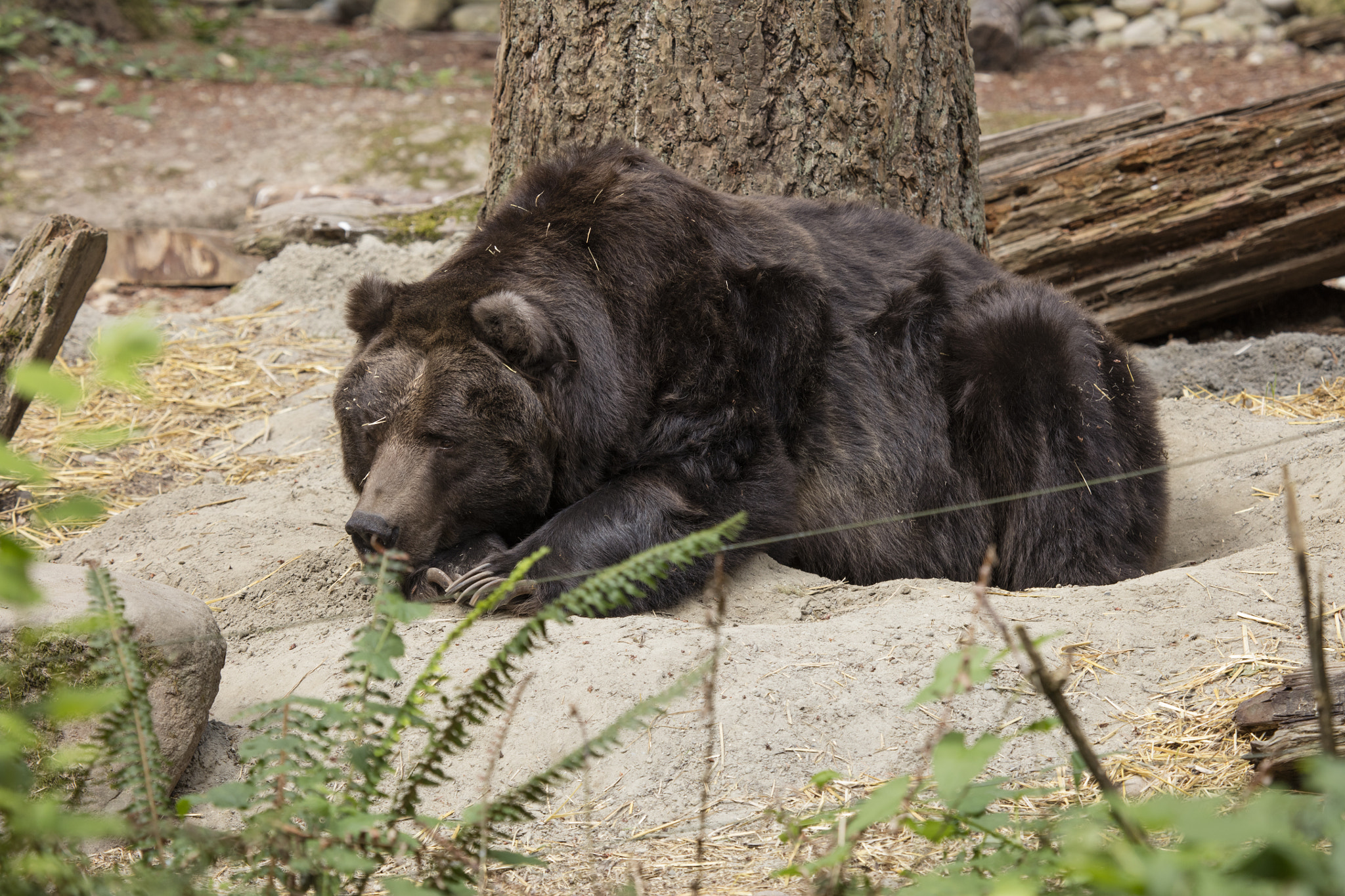 Canon EOS 5DS R + Canon EF 100-400mm F4.5-5.6L IS USM sample photo. Grizzly bear resting photography