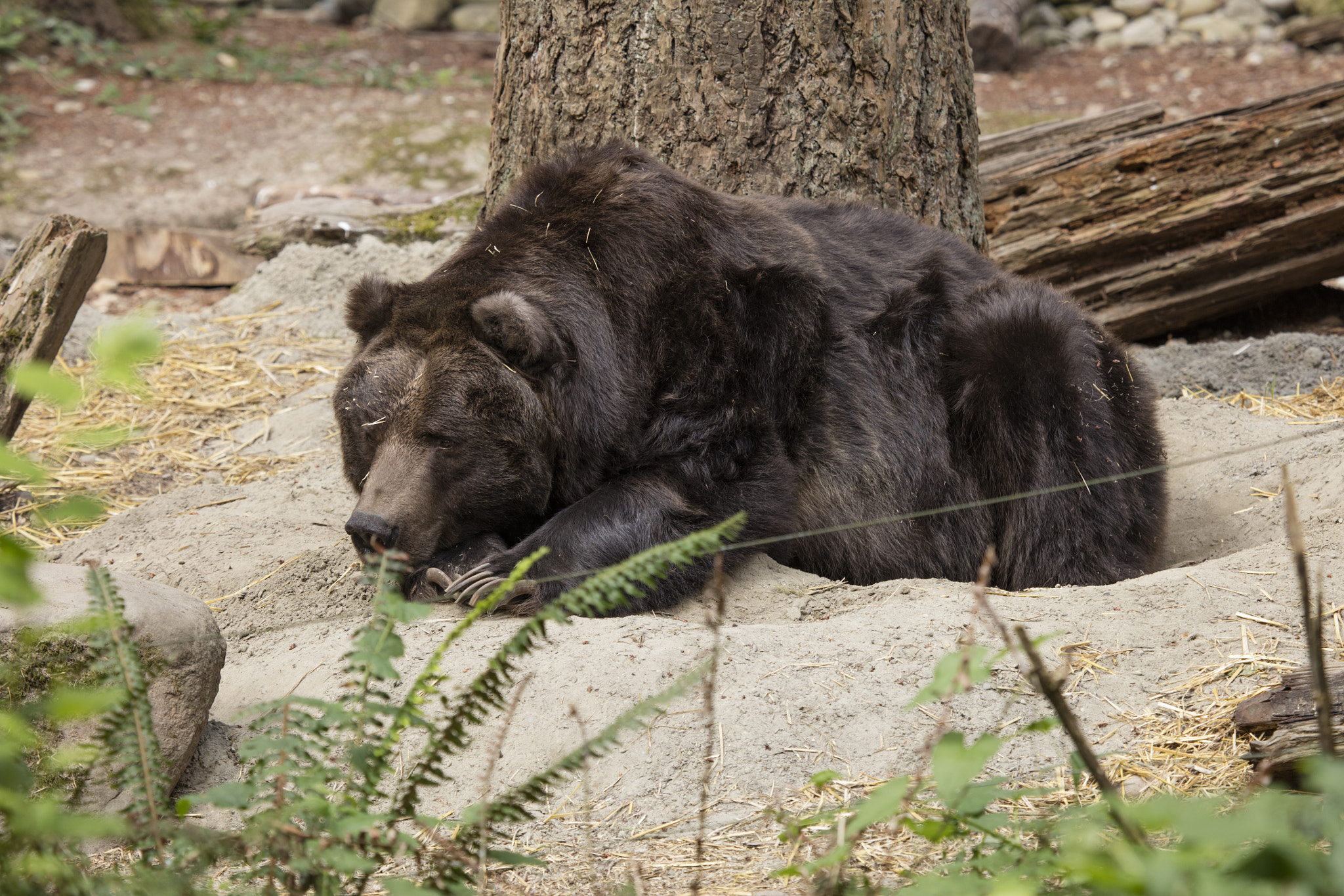 Canon EF 100-400mm F4.5-5.6L IS USM sample photo. Grizzly bear resting photography