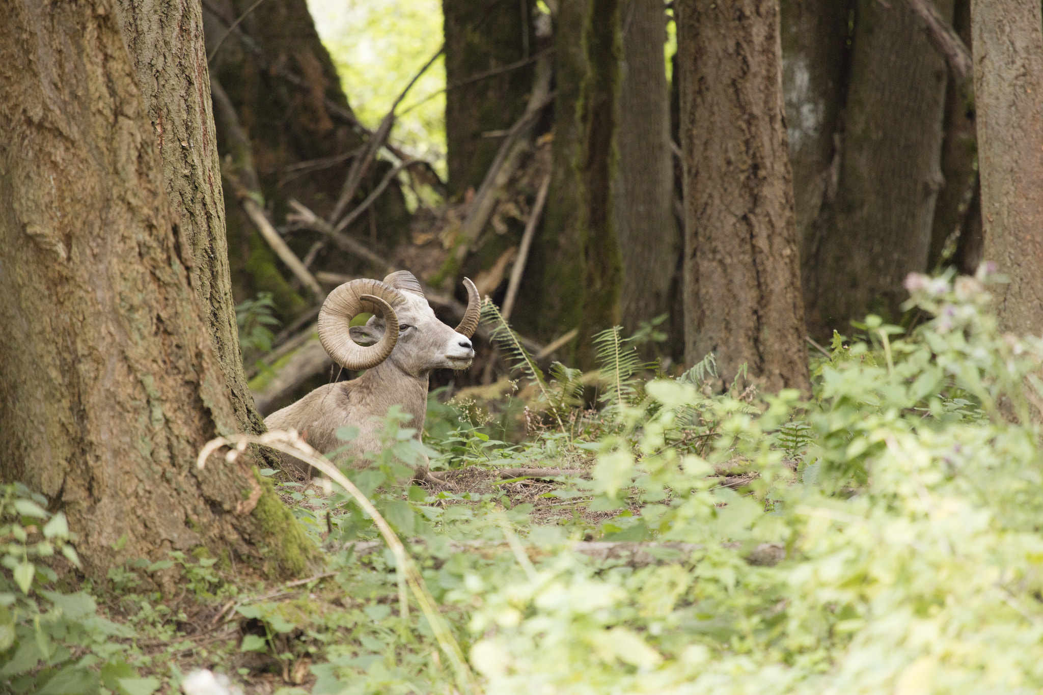 Canon EF 100-400mm F4.5-5.6L IS USM sample photo. Big horn sheep photography