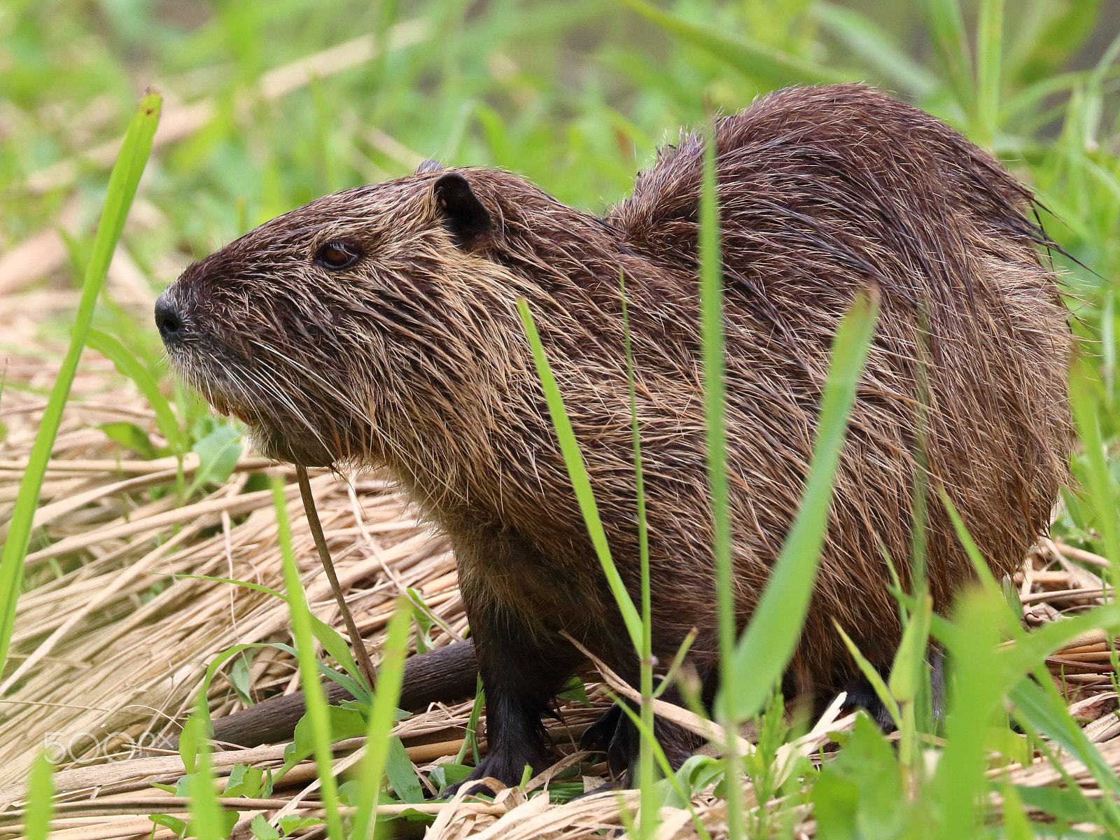 Canon EOS 750D (EOS Rebel T6i / EOS Kiss X8i) sample photo. Coypu/ river rat/ nutria photography