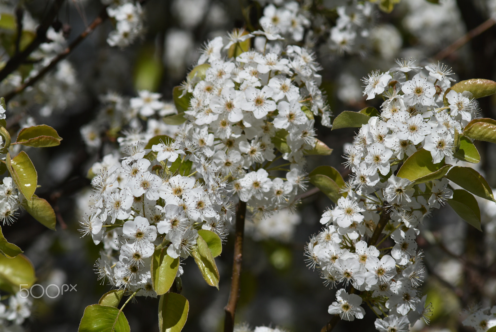 Nikon D5500 + AF Zoom-Nikkor 70-210mm f/4 sample photo. Spring 1 photography