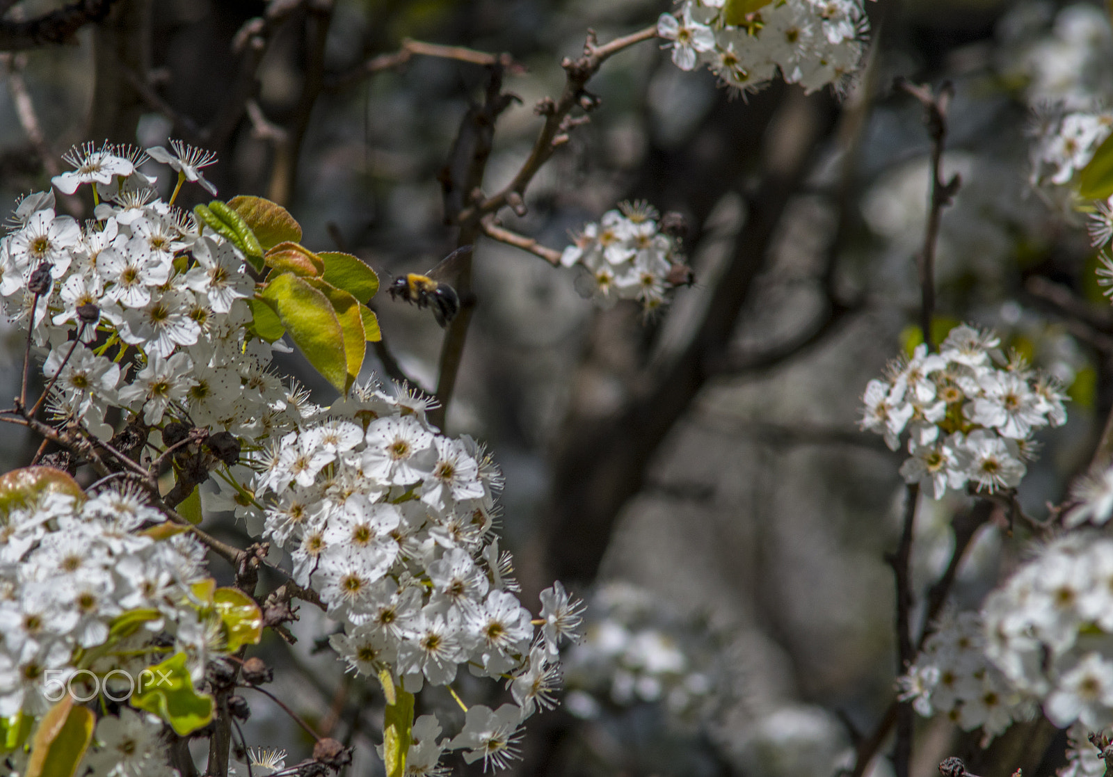 Nikon D5500 + AF Zoom-Nikkor 70-210mm f/4 sample photo. Spring 2 photography