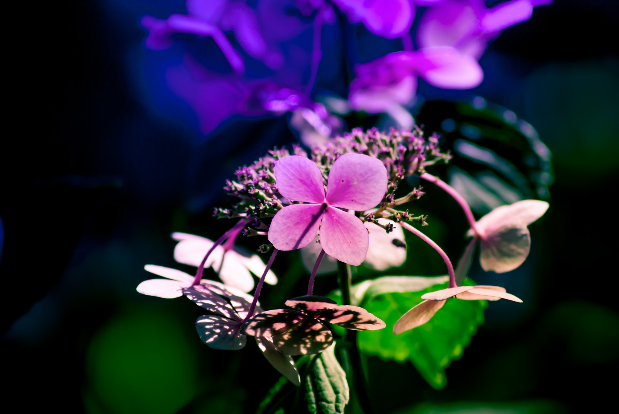 Sony Alpha DSLR-A300 sample photo. Violet_flower photography