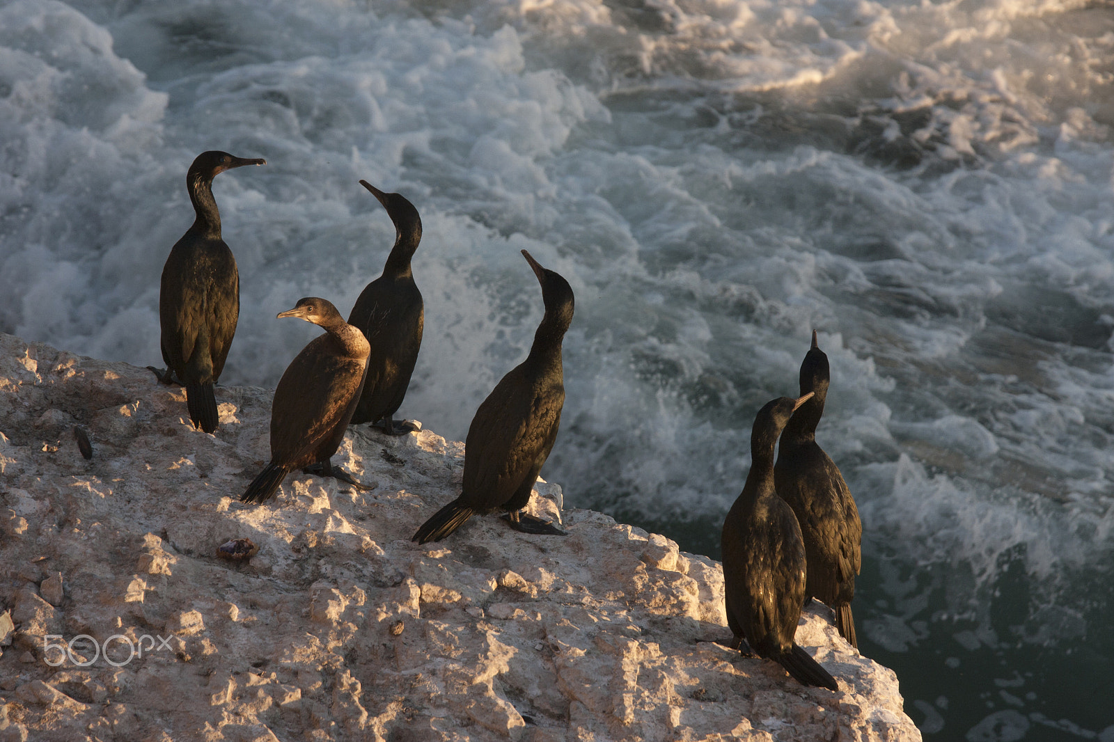 Canon EOS 40D + Canon EF 70-200mm F4L IS USM sample photo. Cormorants photography