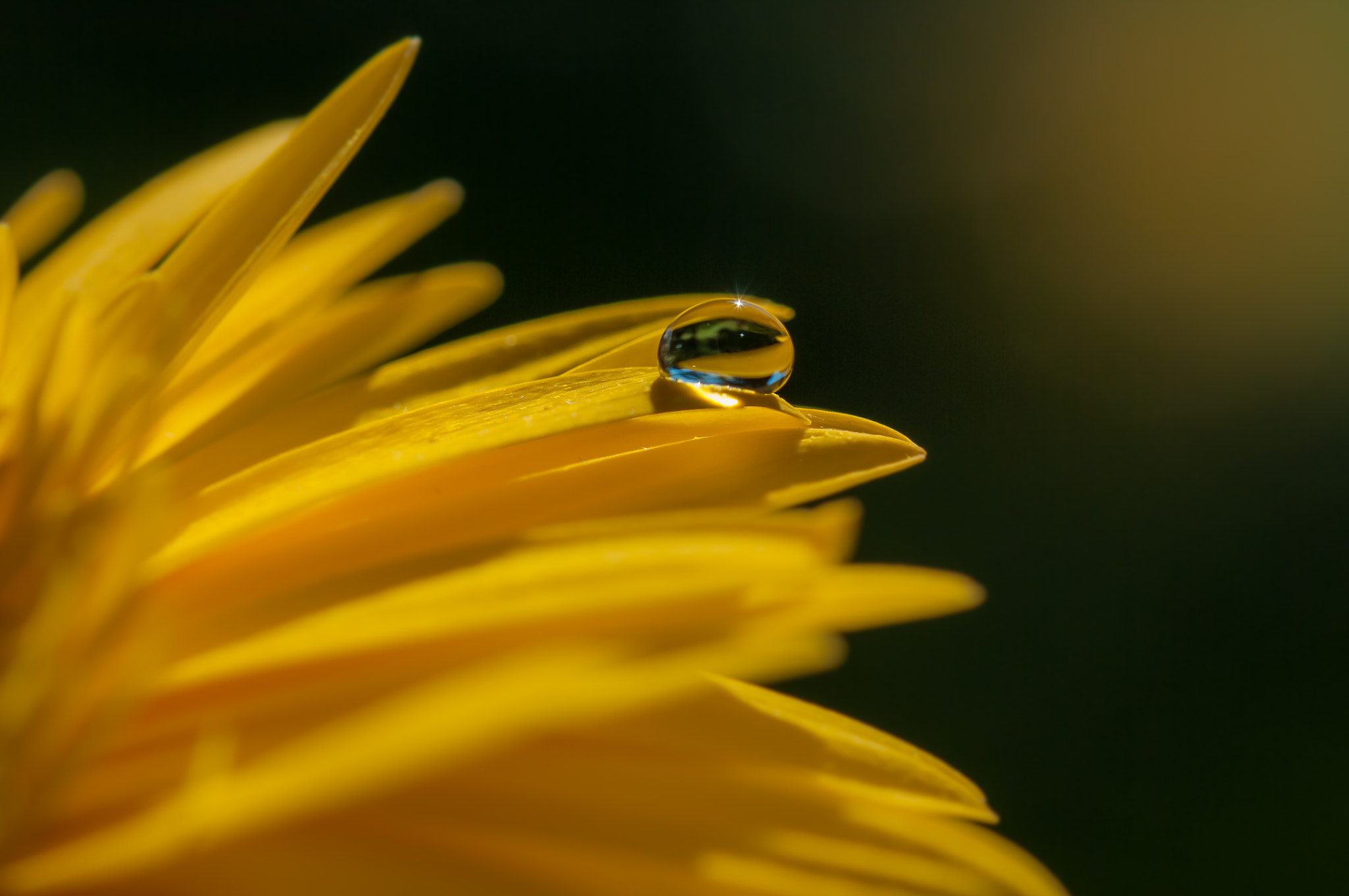 Sigma 105mm F2.8 EX DG OS HSM sample photo. One drop only photography