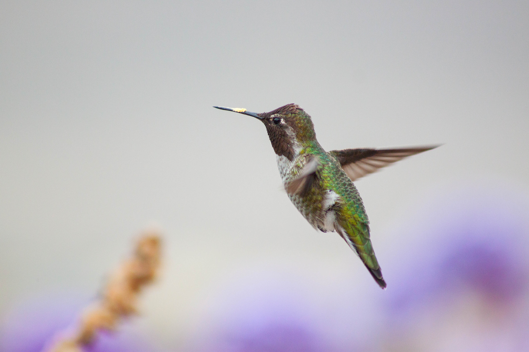 Canon EOS 500D (EOS Rebel T1i / EOS Kiss X3) + EF75-300mm f/4-5.6 sample photo. Anna's hummingbird photography