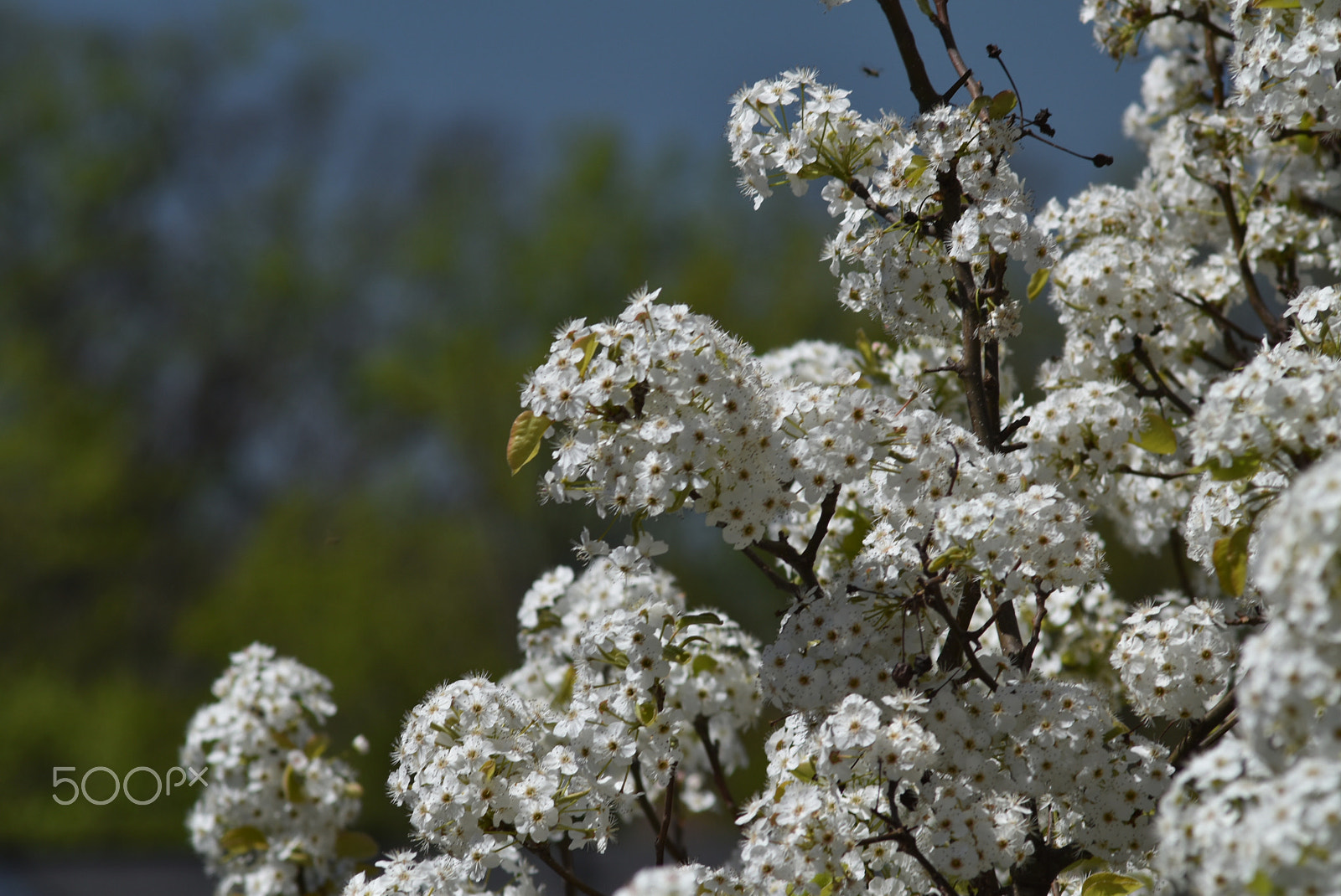 Nikon D5500 + AF Zoom-Nikkor 70-210mm f/4 sample photo. Spring 3 photography