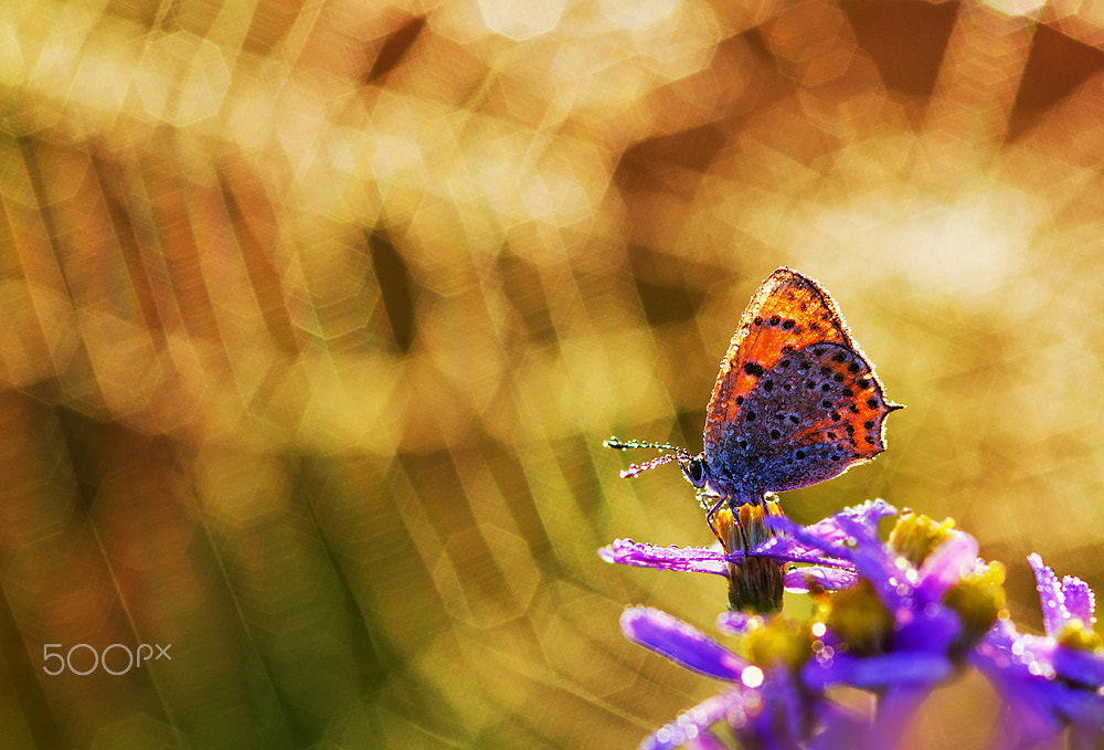 Sigma 105mm F2.8 EX DG Macro sample photo. Network photography