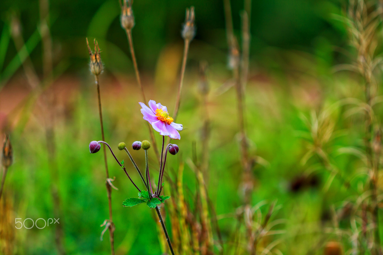 Canon EF 100mm F2.8 Macro USM sample photo. Pink beauty photography