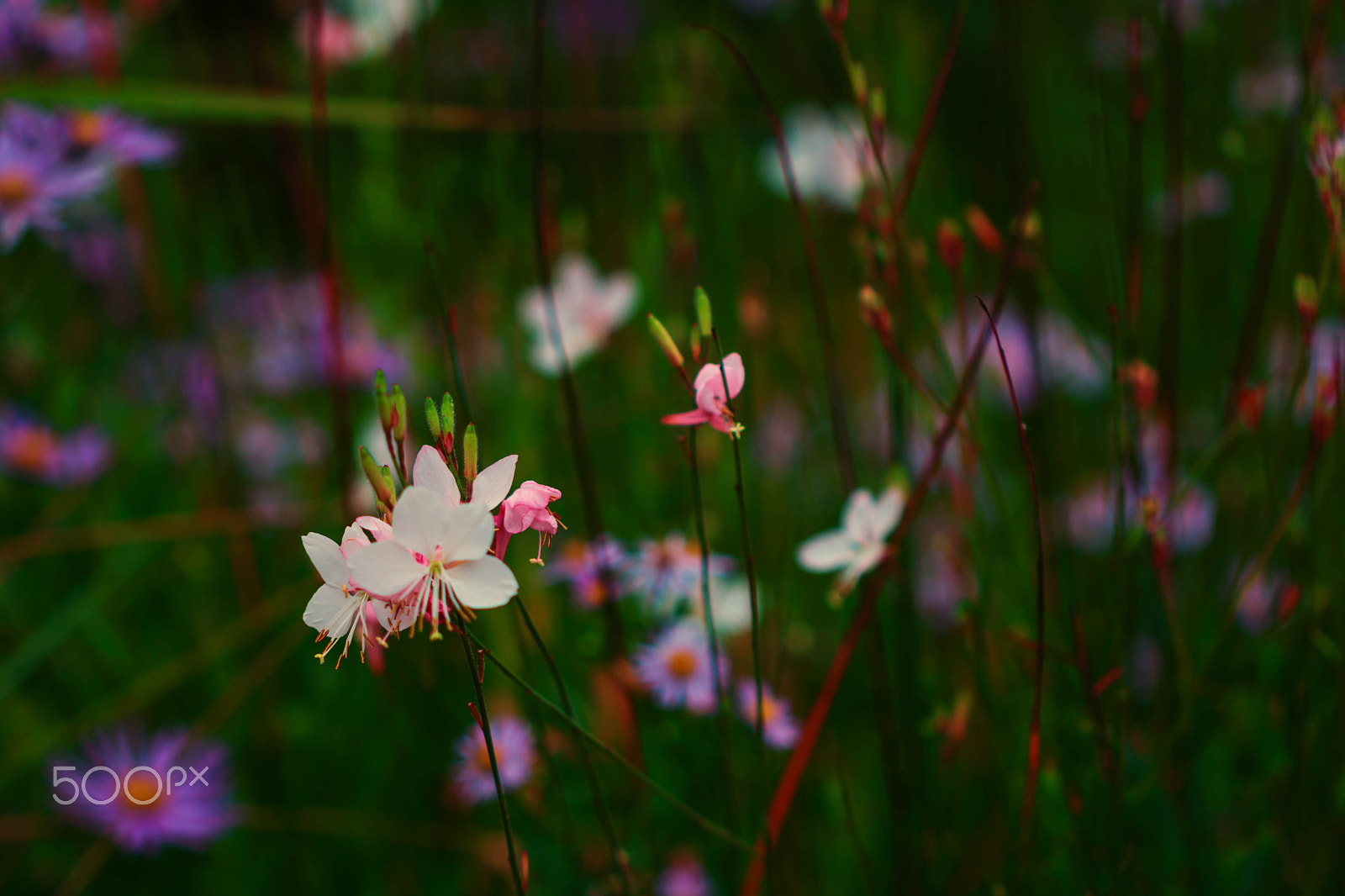 Canon EF 100mm F2.8 Macro USM sample photo. Look at us photography