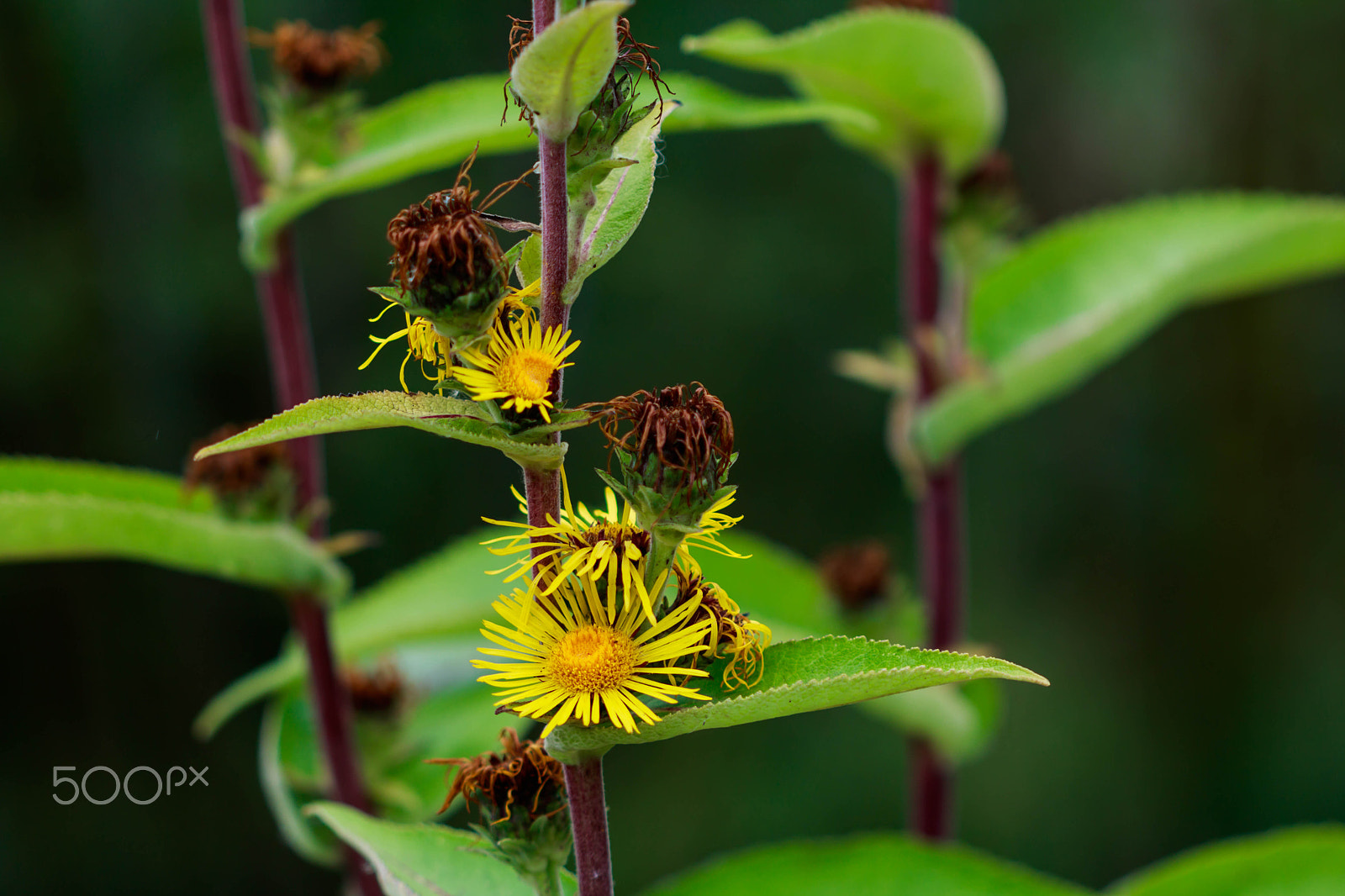 Canon EF 100mm F2.8 Macro USM sample photo. Still alive photography