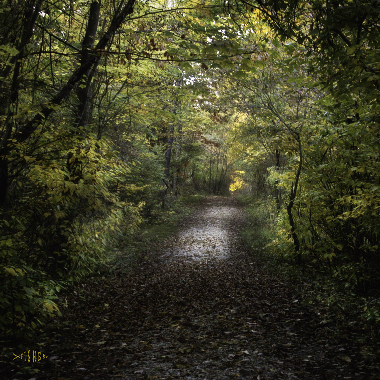 Nikon E995 sample photo. Autumn walk photography