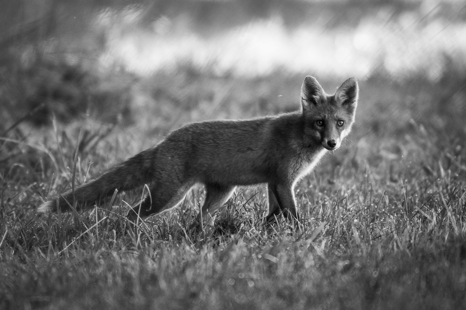 Nikon AF-S Nikkor 500mm F4E FL ED VR sample photo. Fox photography