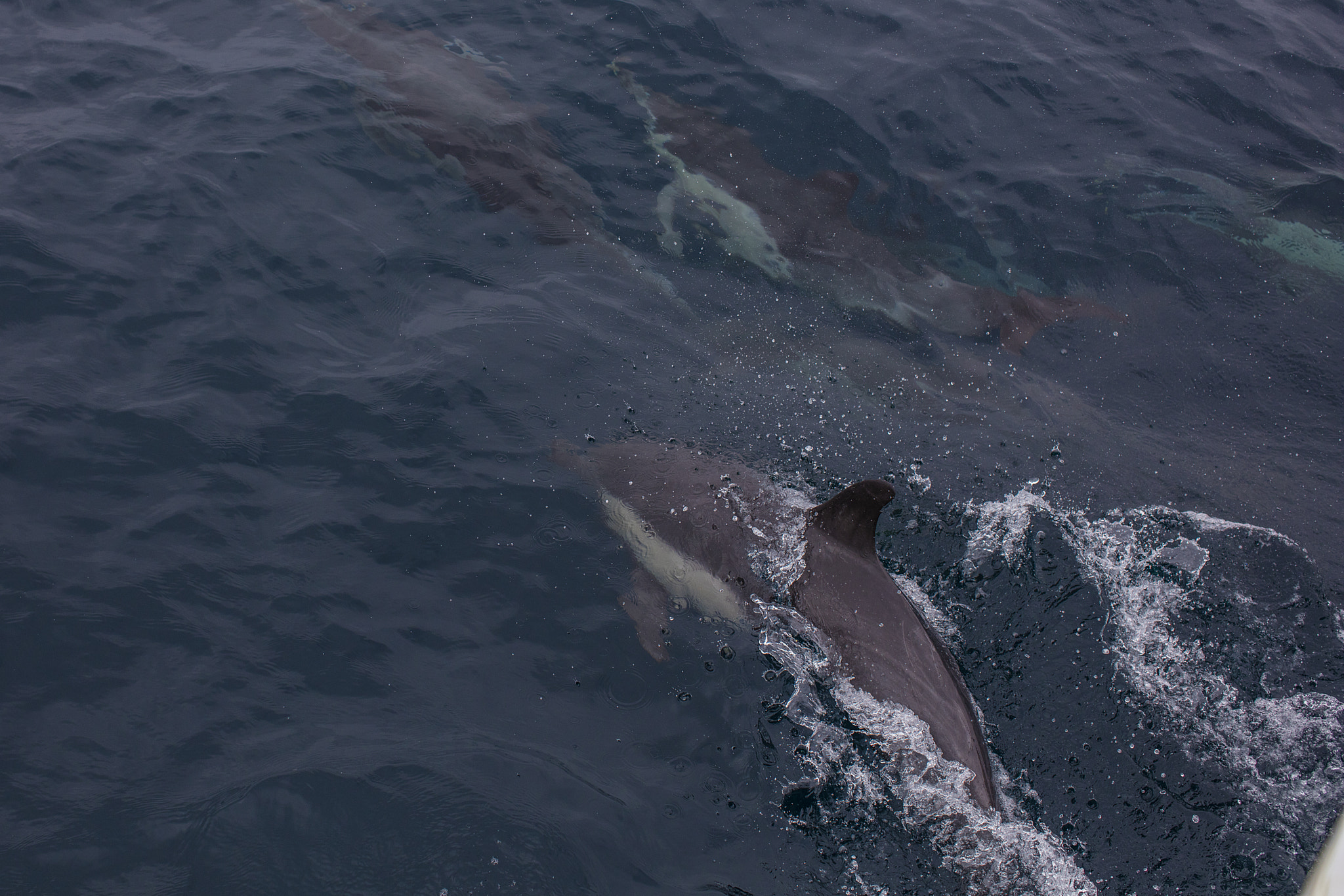 Canon EOS 5DS R + Canon EF 50mm F1.2L USM sample photo. Dolphins photography