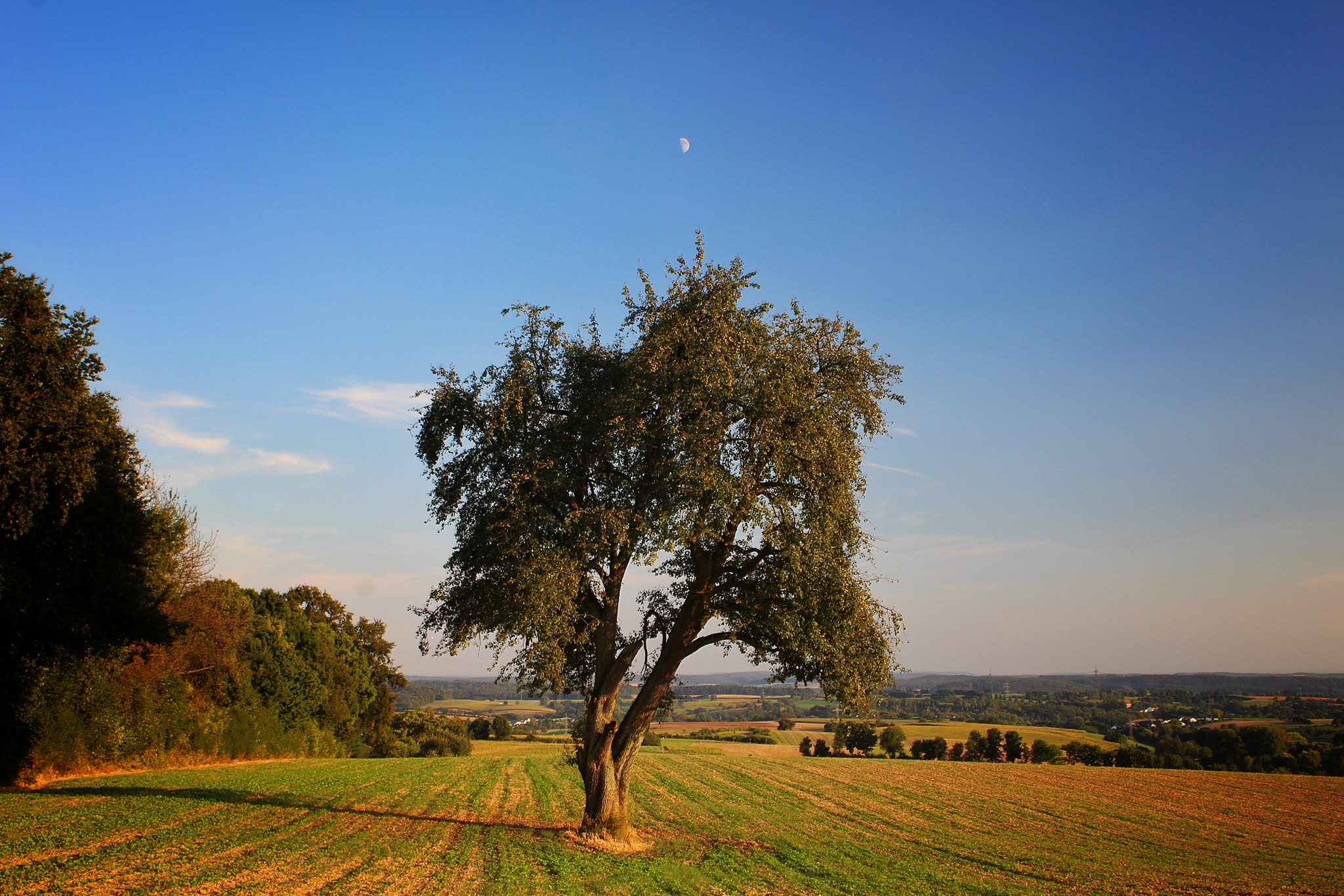Canon EF-S 18-55mm F3.5-5.6 IS II sample photo. Tree and moon photography