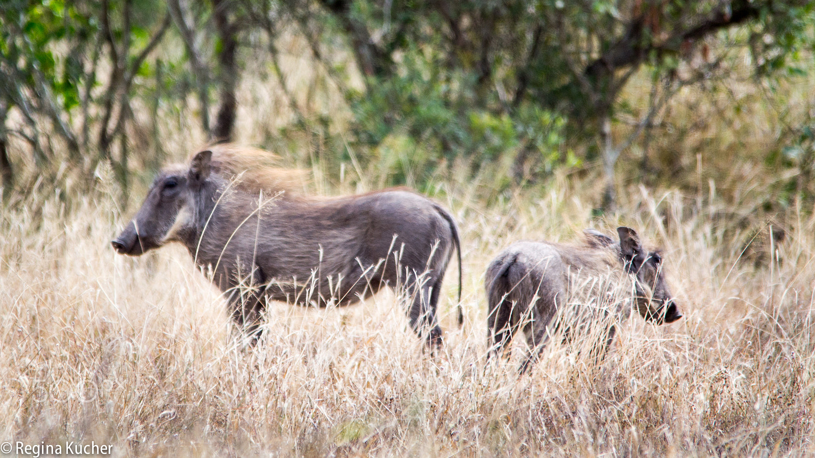 Sigma 150-500mm F5-6.3 DG OS HSM sample photo. Warthog with young photography