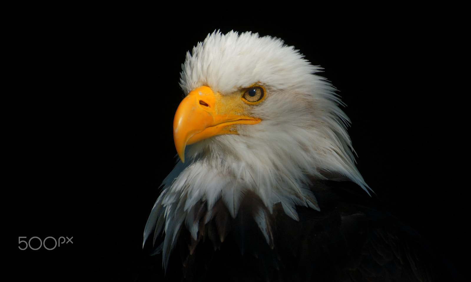 Tamron SP 70-300mm F4-5.6 Di USD sample photo. Weißkopfseeadler photography