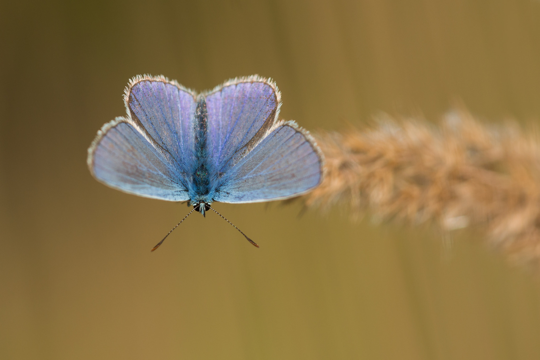 Nikon D3100 + Sigma 150mm F2.8 EX DG Macro HSM sample photo. Blue pearl photography