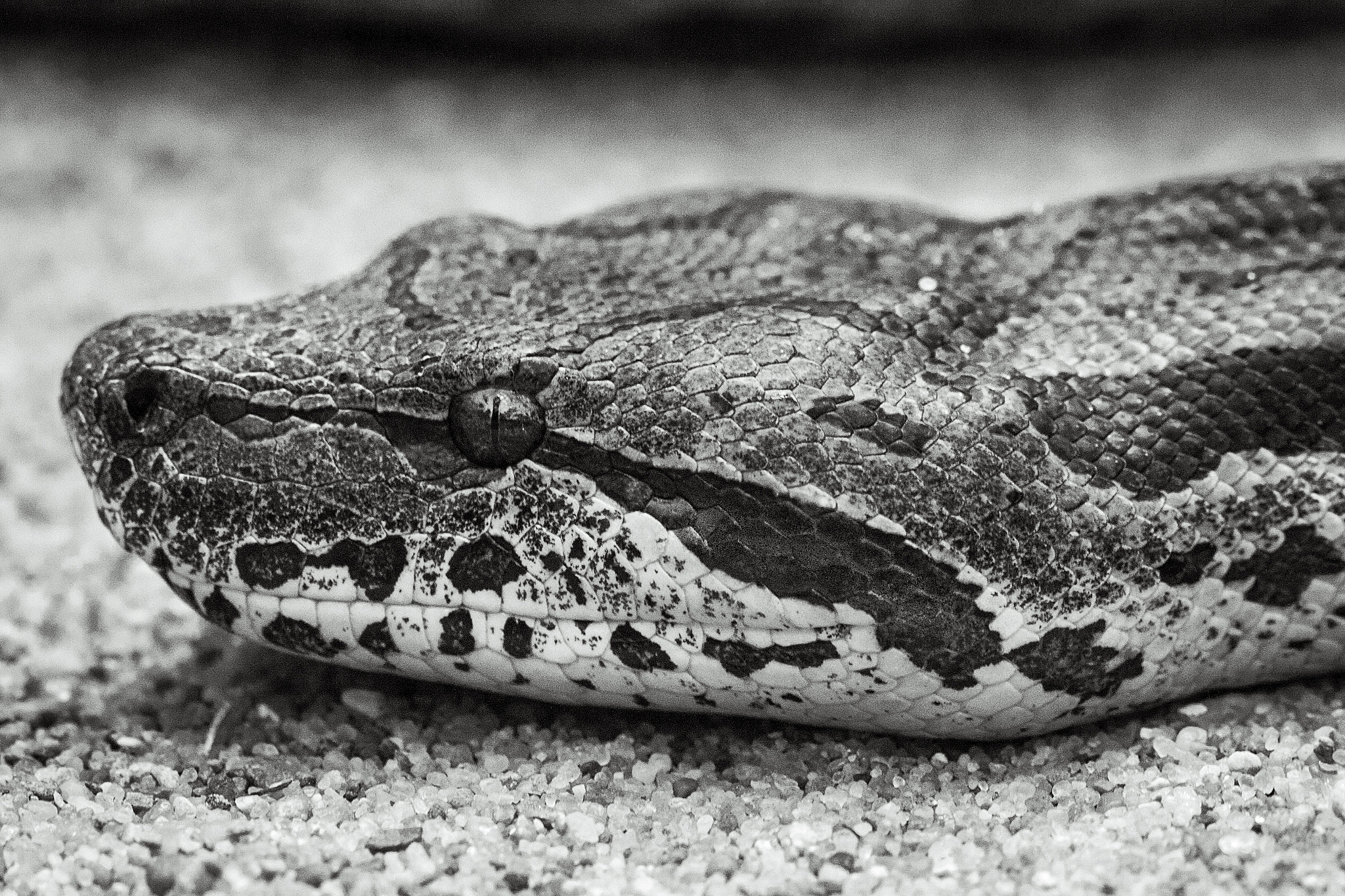 Canon EF 100mm F2.8 Macro USM sample photo. Python photography