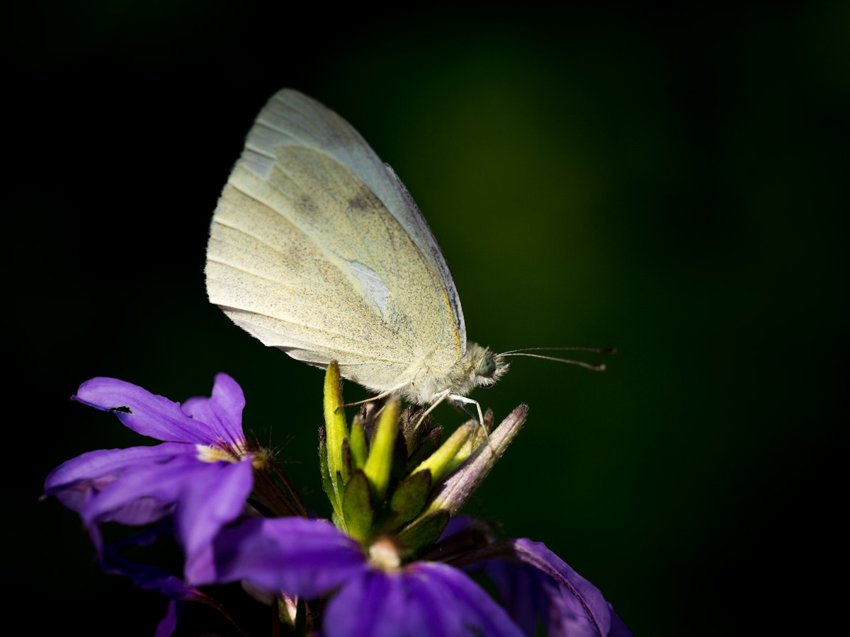 Sigma 150mm F2.8 EX DG OS Macro HSM sample photo. Goodbye photography