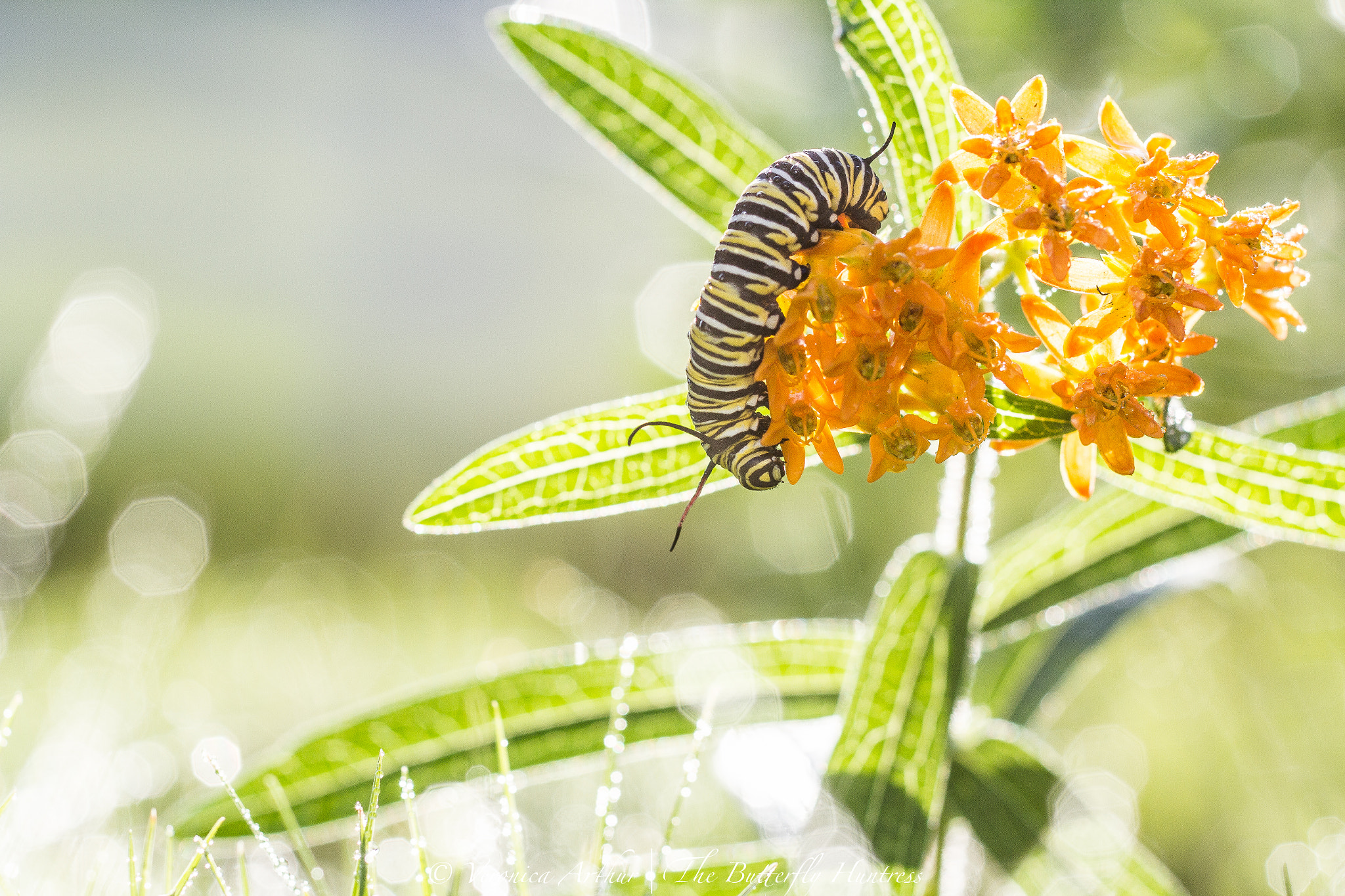 Canon EOS 60D + Canon EF 135mm F2L USM sample photo. Monarch caterpillar photography