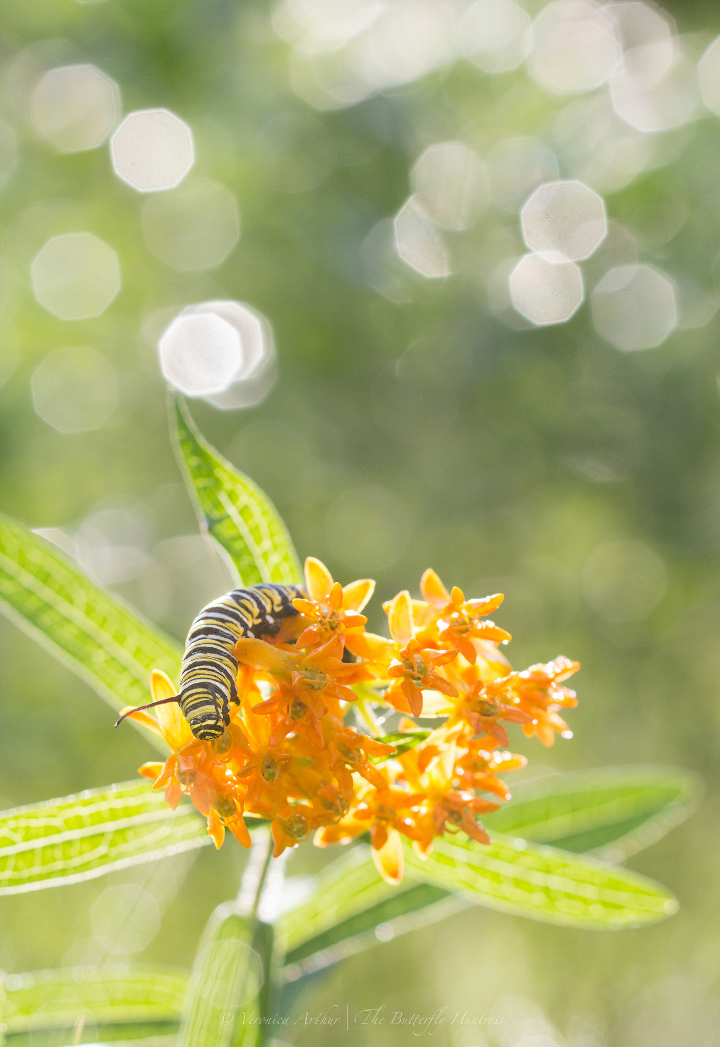 Canon EOS 60D + Canon EF 135mm F2L USM sample photo. Monarch caterpillar photography