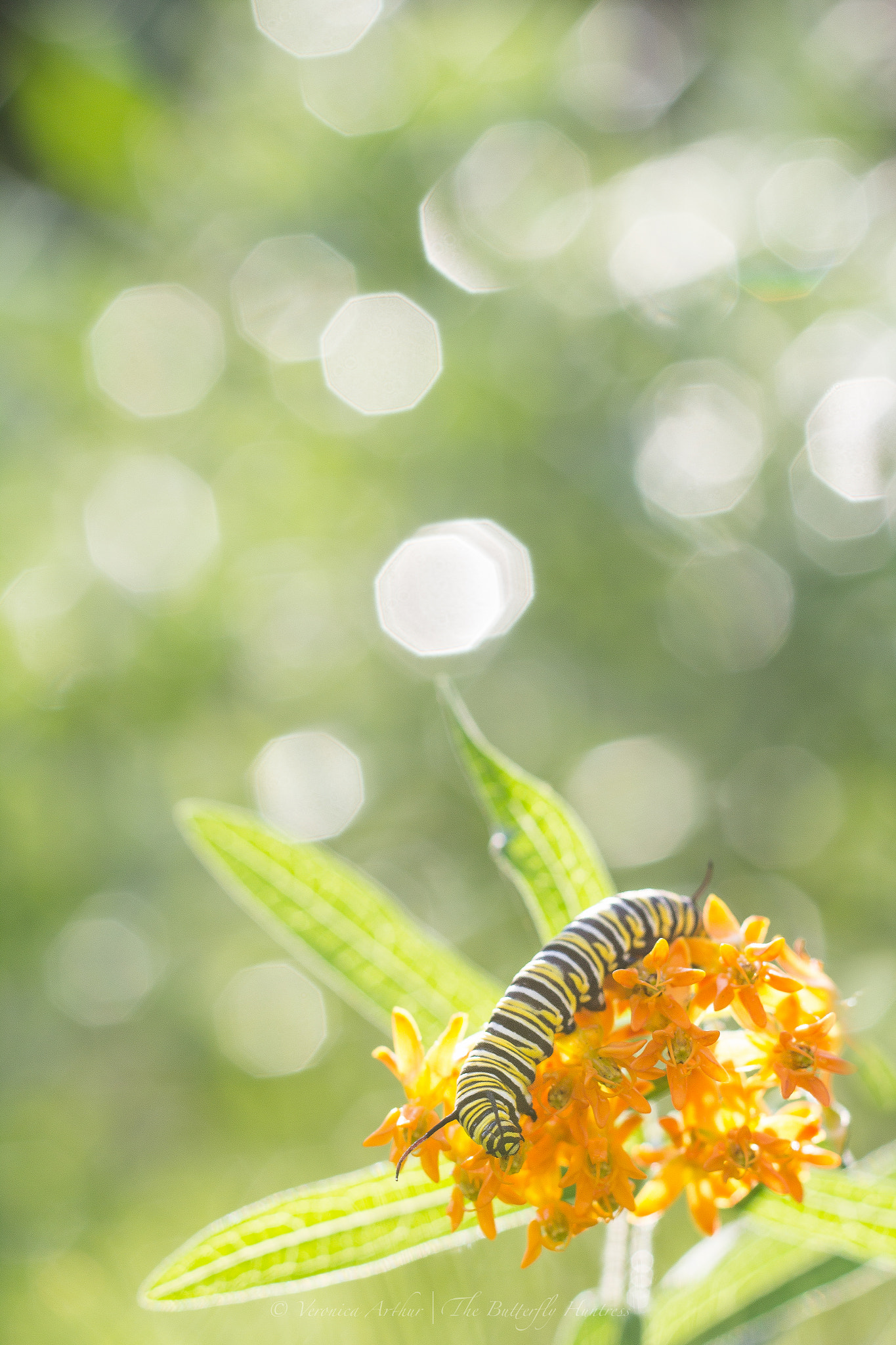 Canon EOS 60D + Canon EF 135mm F2L USM sample photo. Monarch caterpillar photography